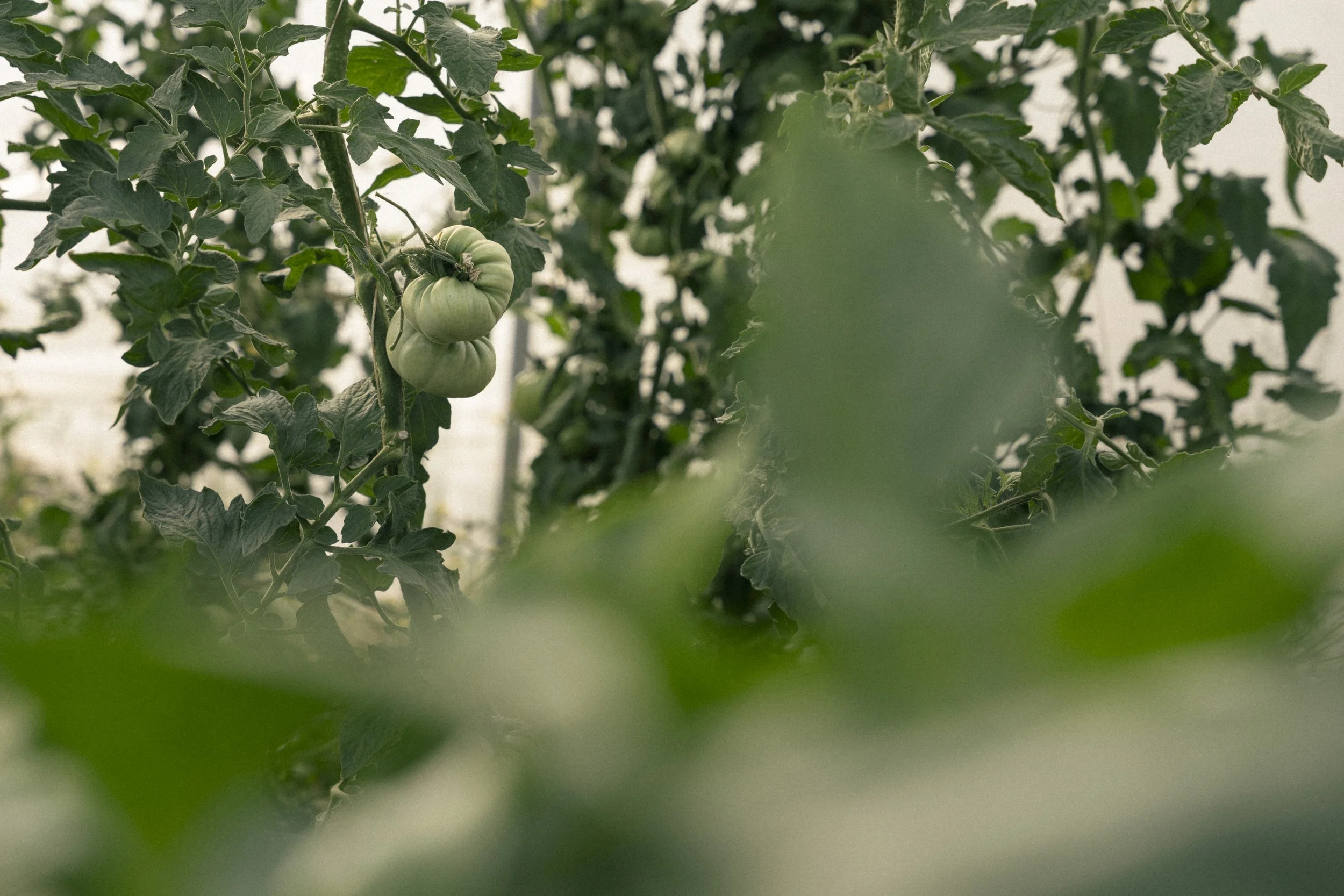 Groene tomaten aan de plant in een kas of tuin