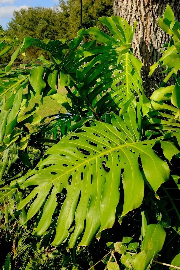 DSCF8332.jpg