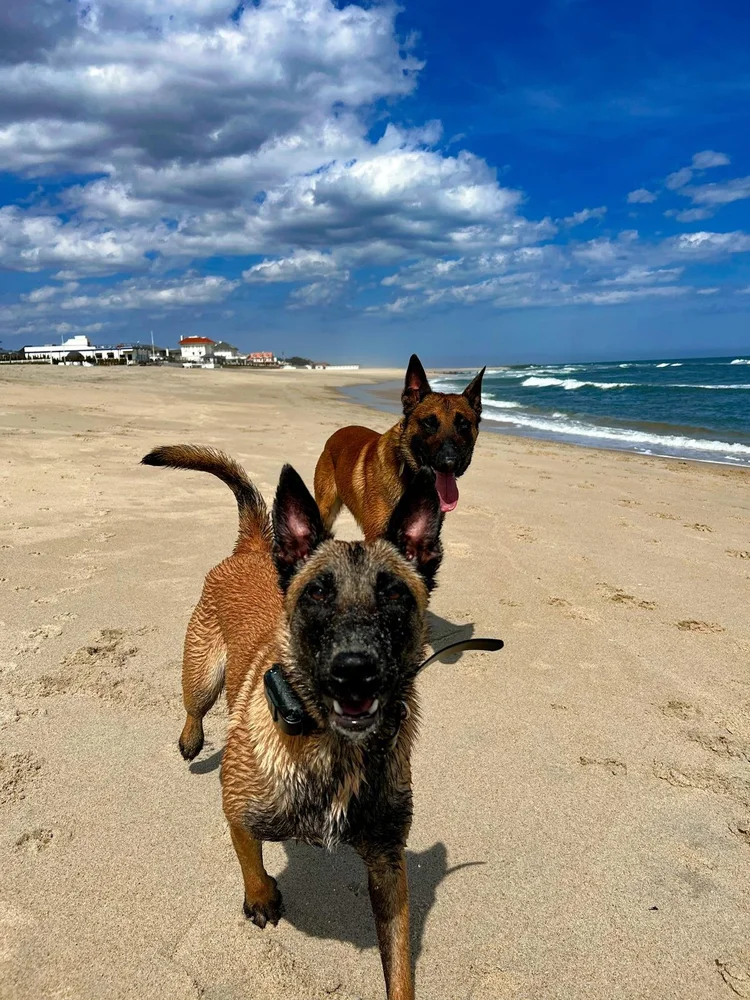 Dog training success