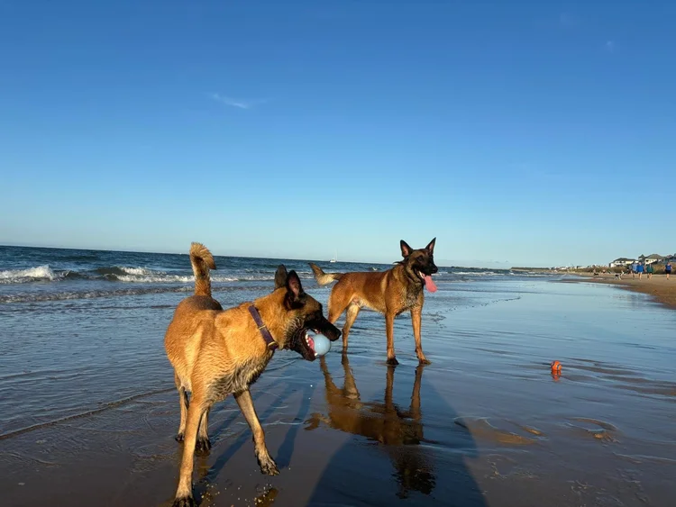 One-on-one private dog training lesson