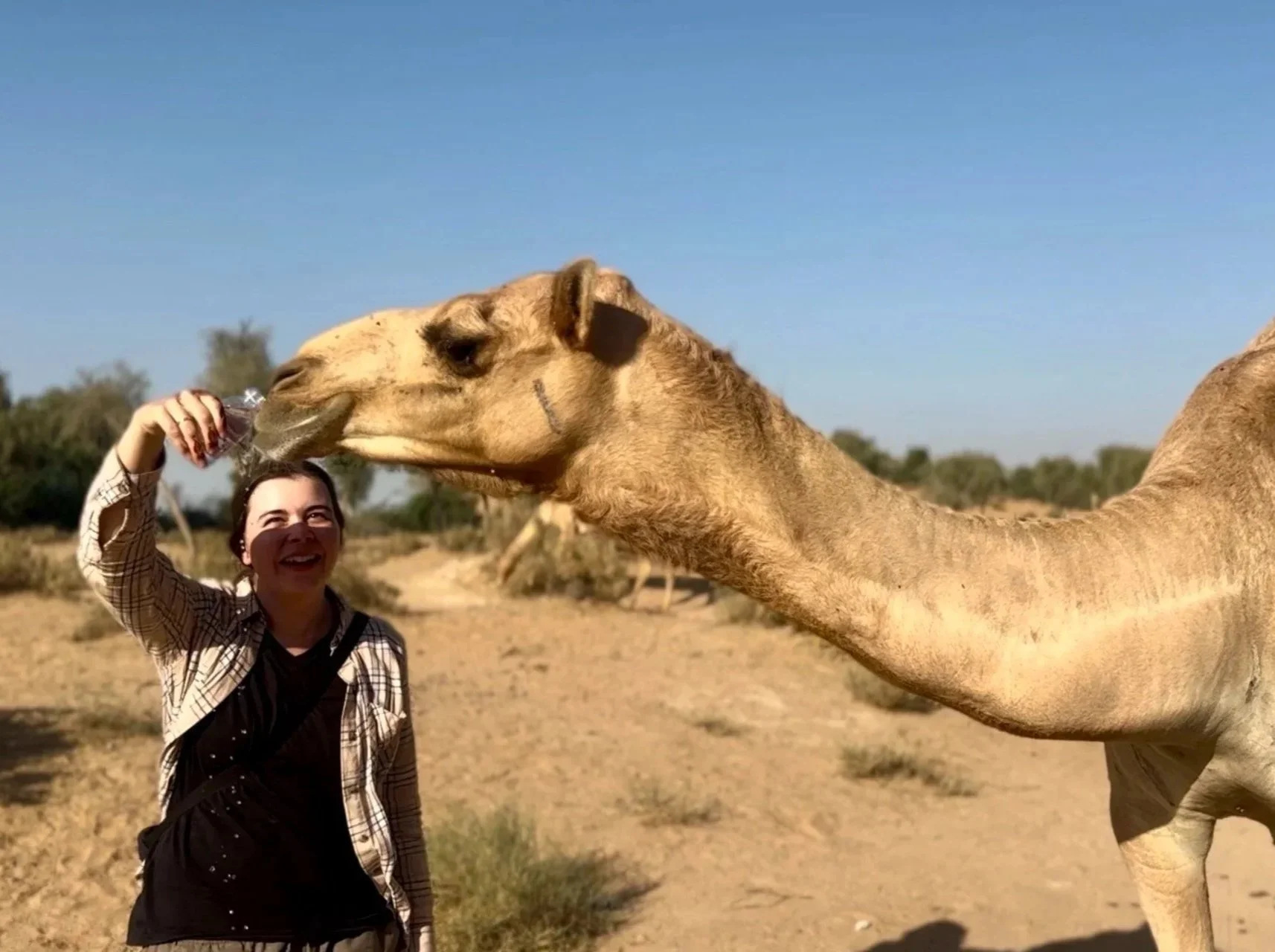 Eine Frau füttert eine Giraffe in der Wüste bei Sonne.