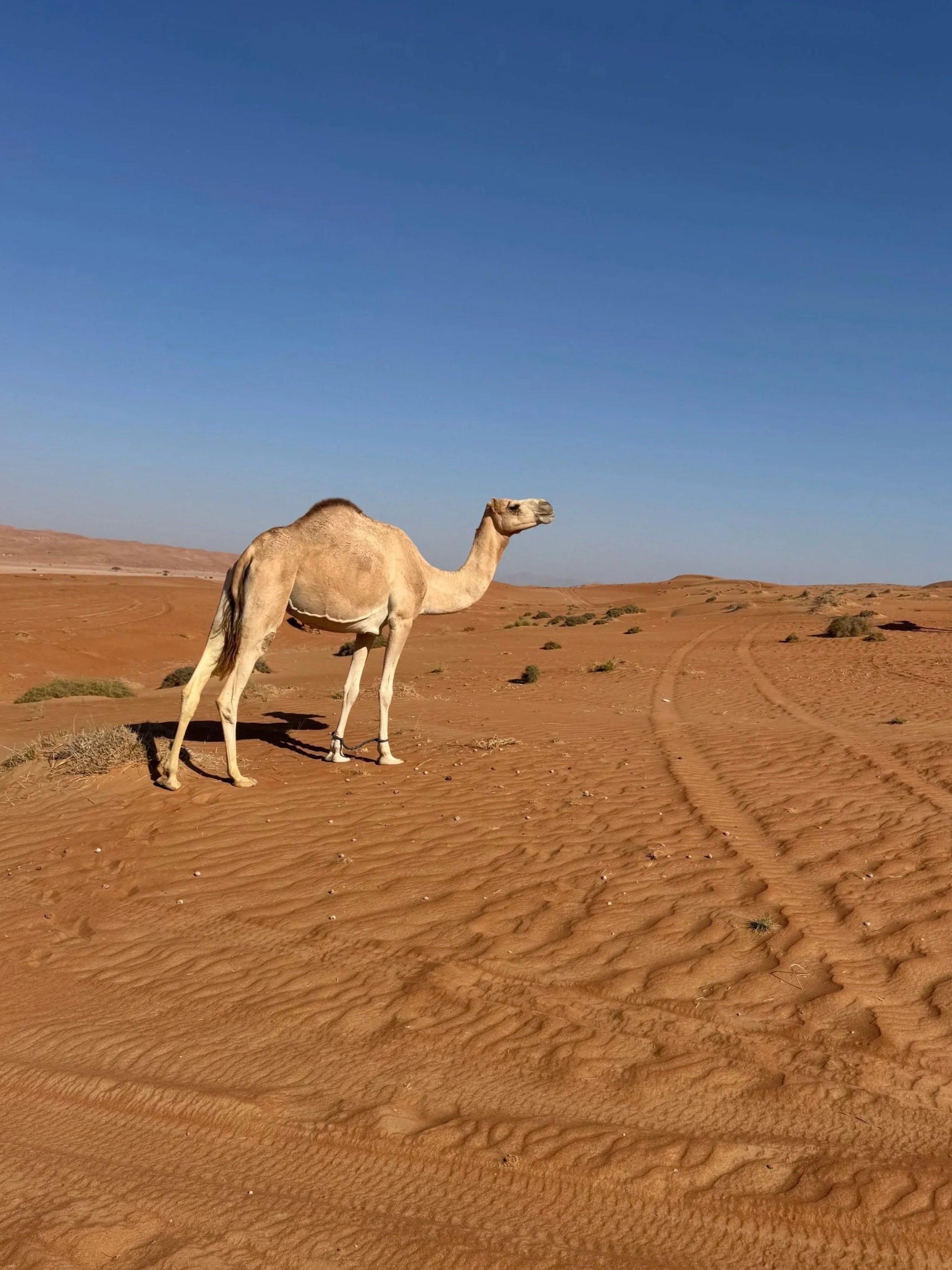 Ein einsamer Kamelfigur in einer Wüstenlandschaft mit Sanddünen und einem klaren blauen Himmel.