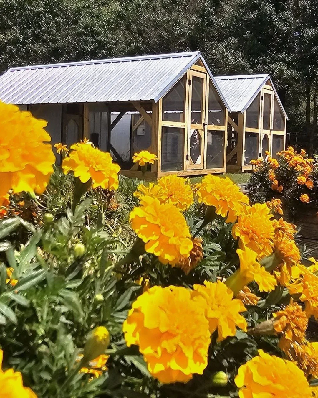 When people think of Shelby County, Memphis often gets the spotlight. But just a short drive away, Germantown offers a character all its own. Known for its beautiful parks, thriving local businesses, popular farmers market, and packed calendar of com