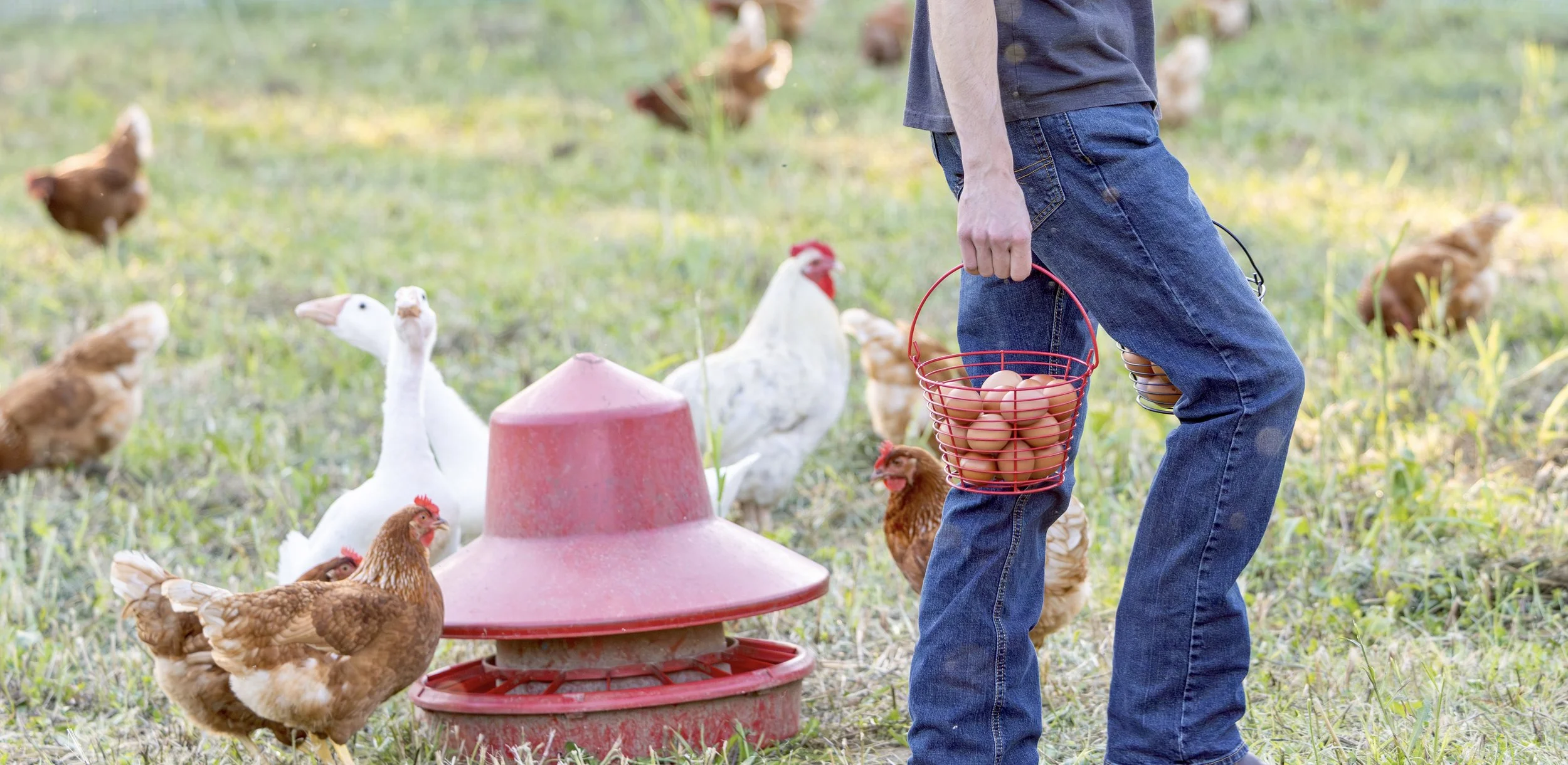 Our Pastured Egg Model