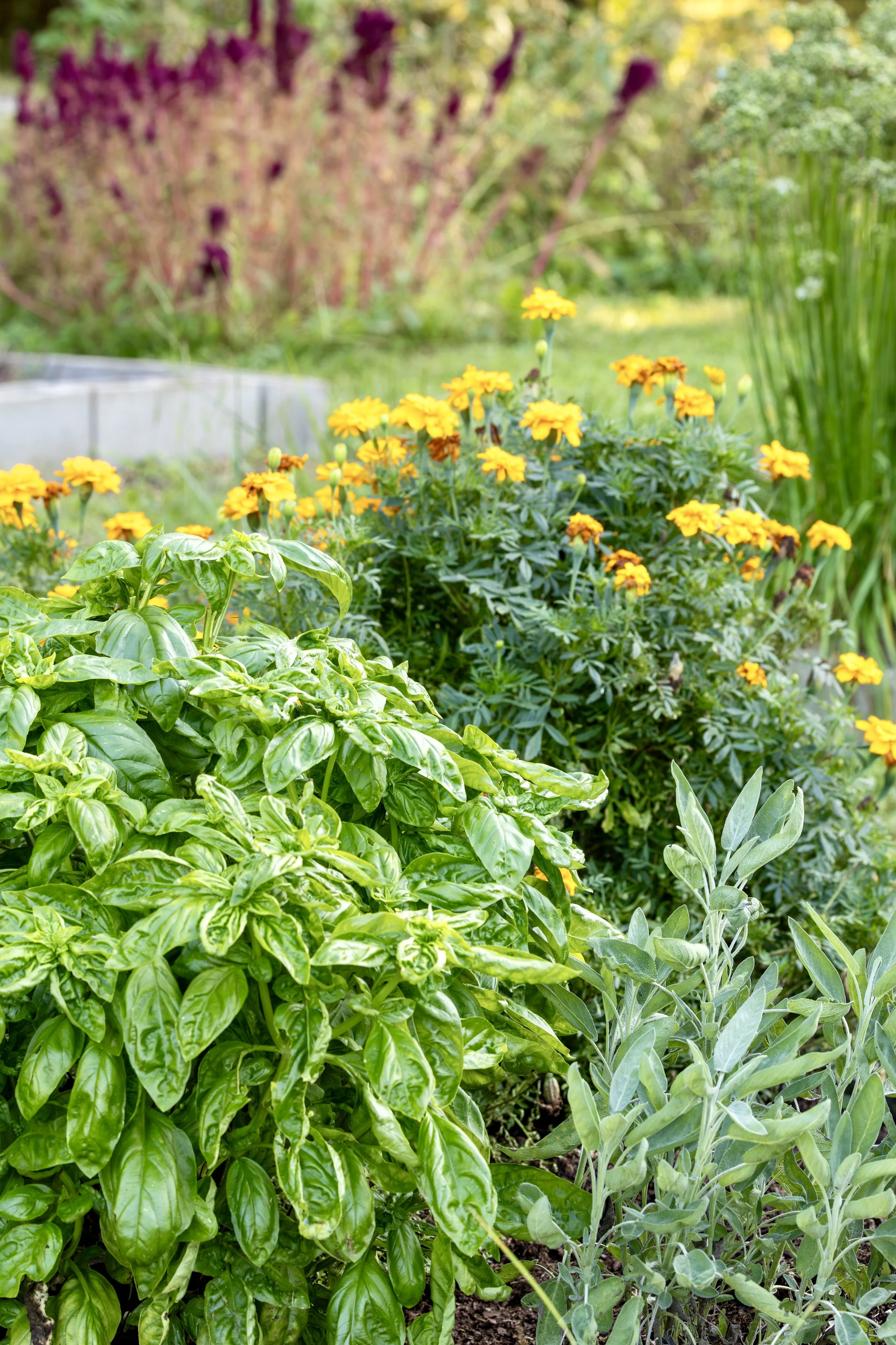 Gardening scene with various herbs including basil, sage, and other plants in a garden.