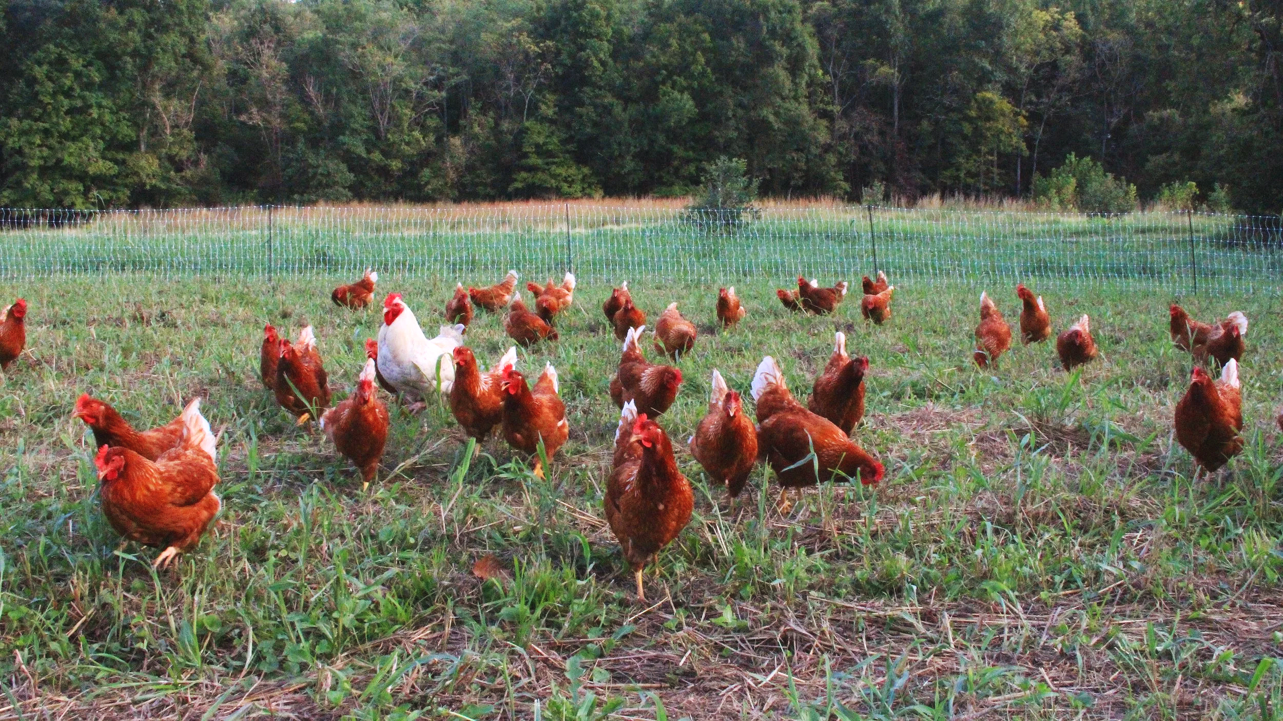 Chickens and a rooster in a grassy farm field enclosed by a wire fence with trees in the background.