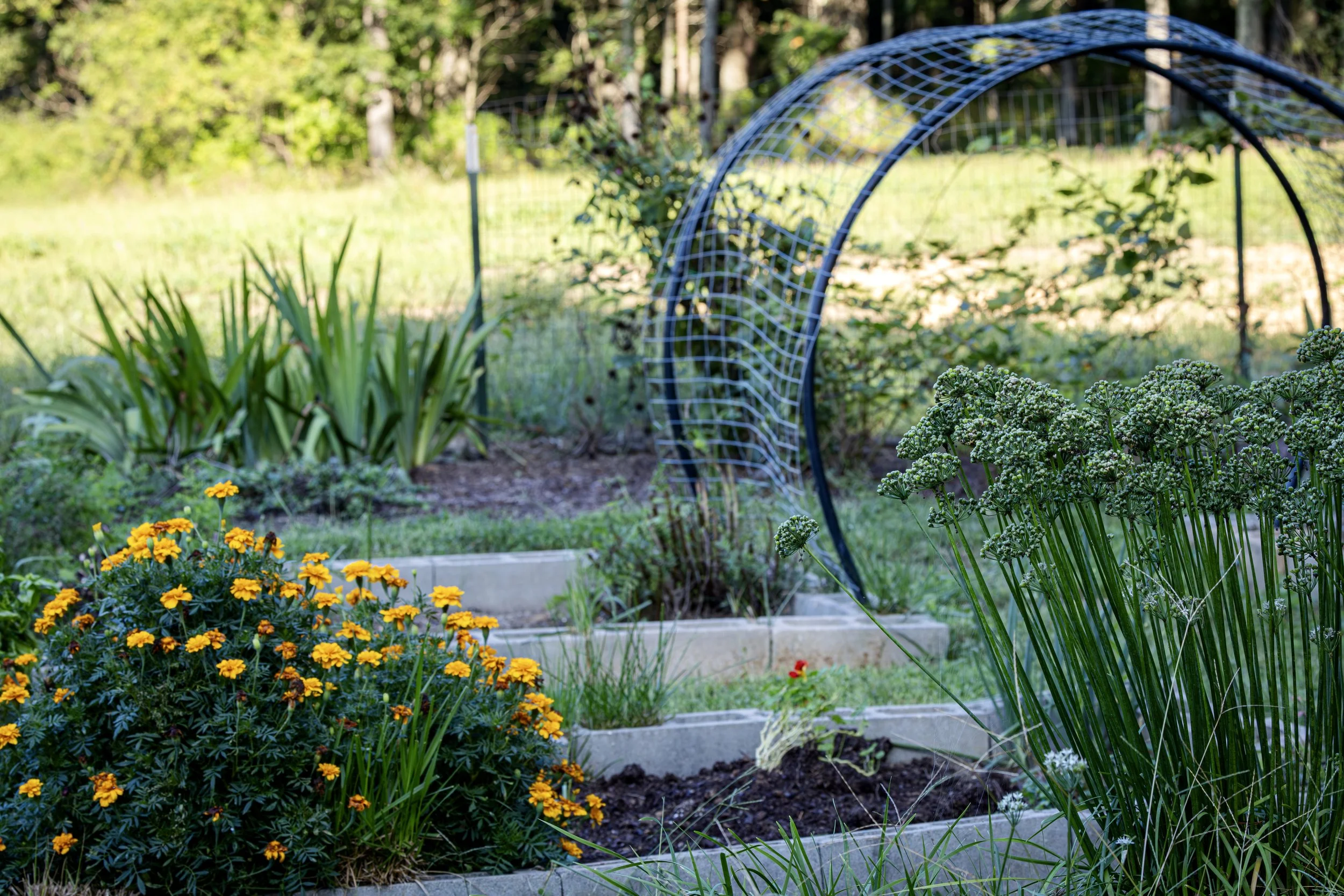 A garden with yellow and orange flowers, green leaves, and various plants, surrounded by trees and greenery.