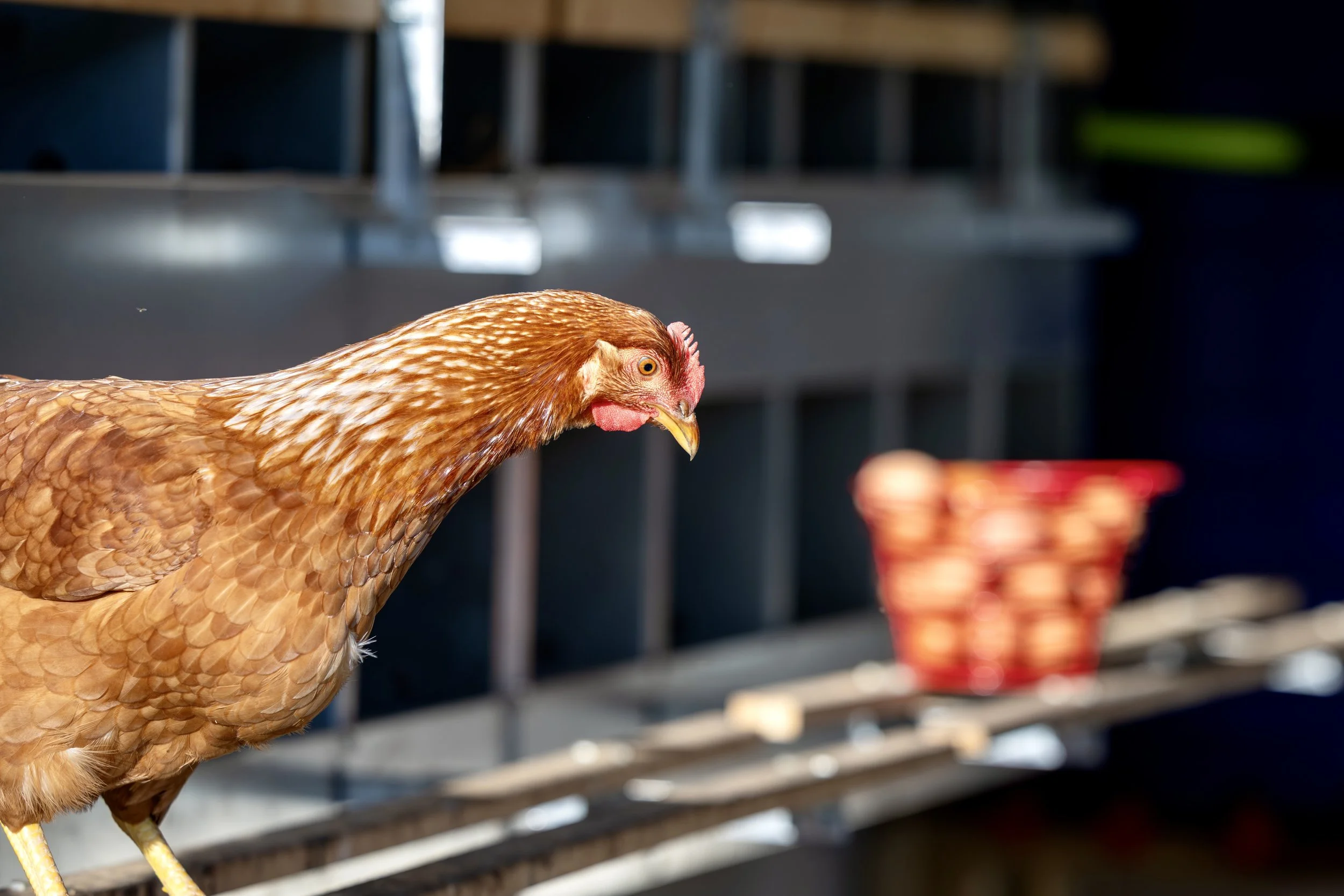 Close-up of a brown hen with red wattles and comb in a farm setting, with blurred nesting boxes and an egg basket in the background.