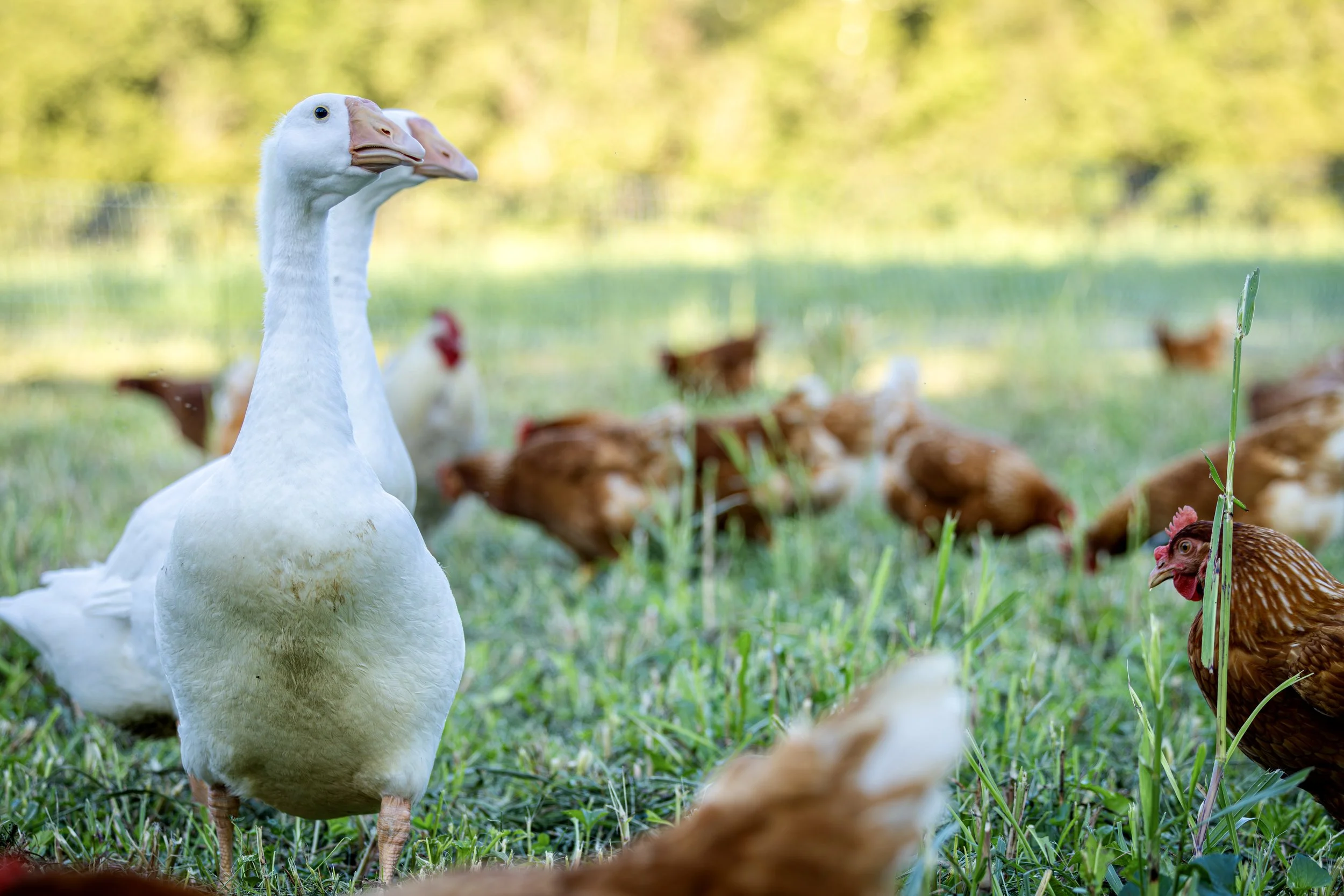 A white goose standing in a grassy field with brown chickens in the background and a blurred green wooded area.