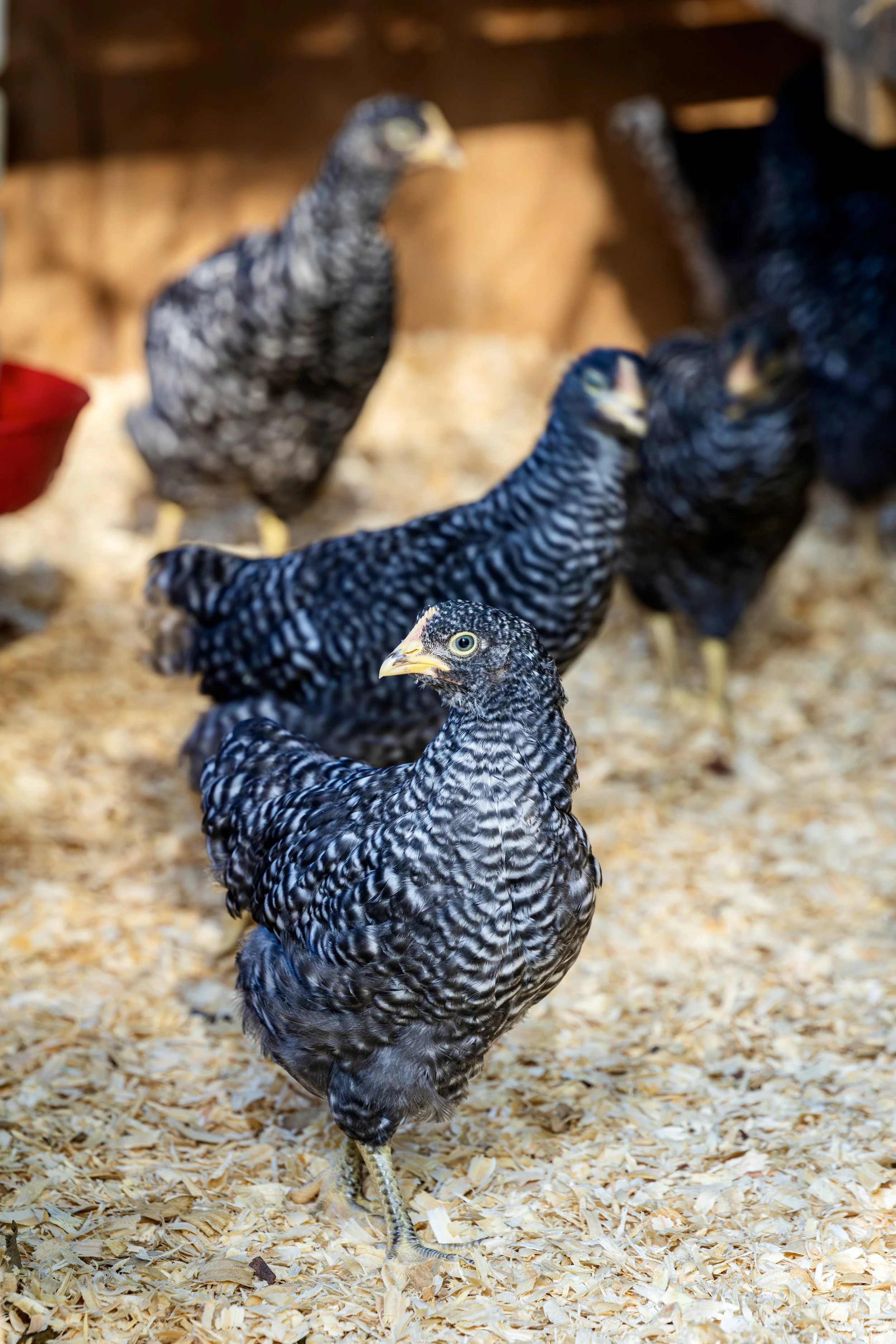 A flock of barred Plymouth Rock chickens with black and white striped feathers standing on wood shavings inside a coop.