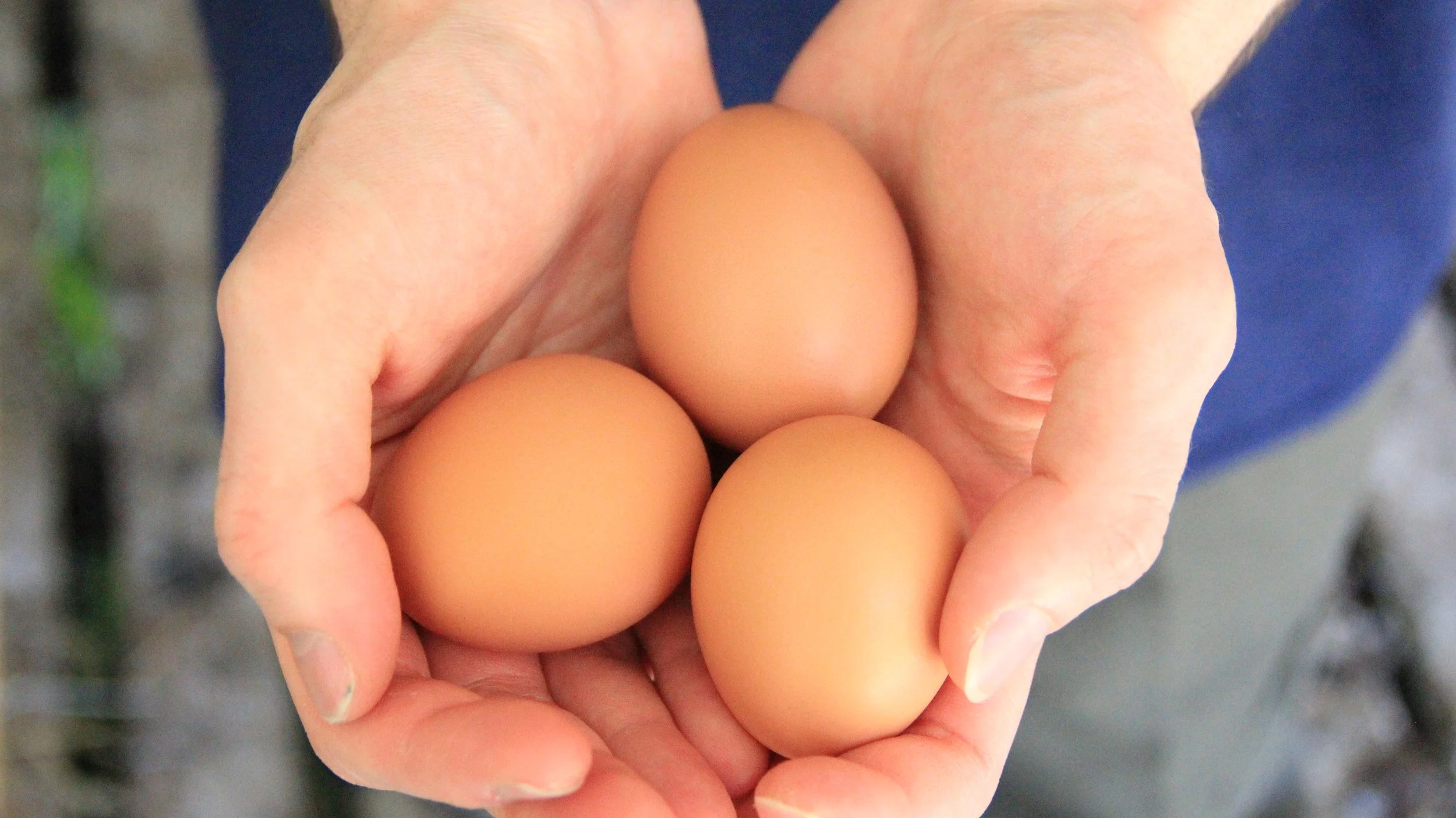 A person's hand holds several brown eggs with a blurred background.