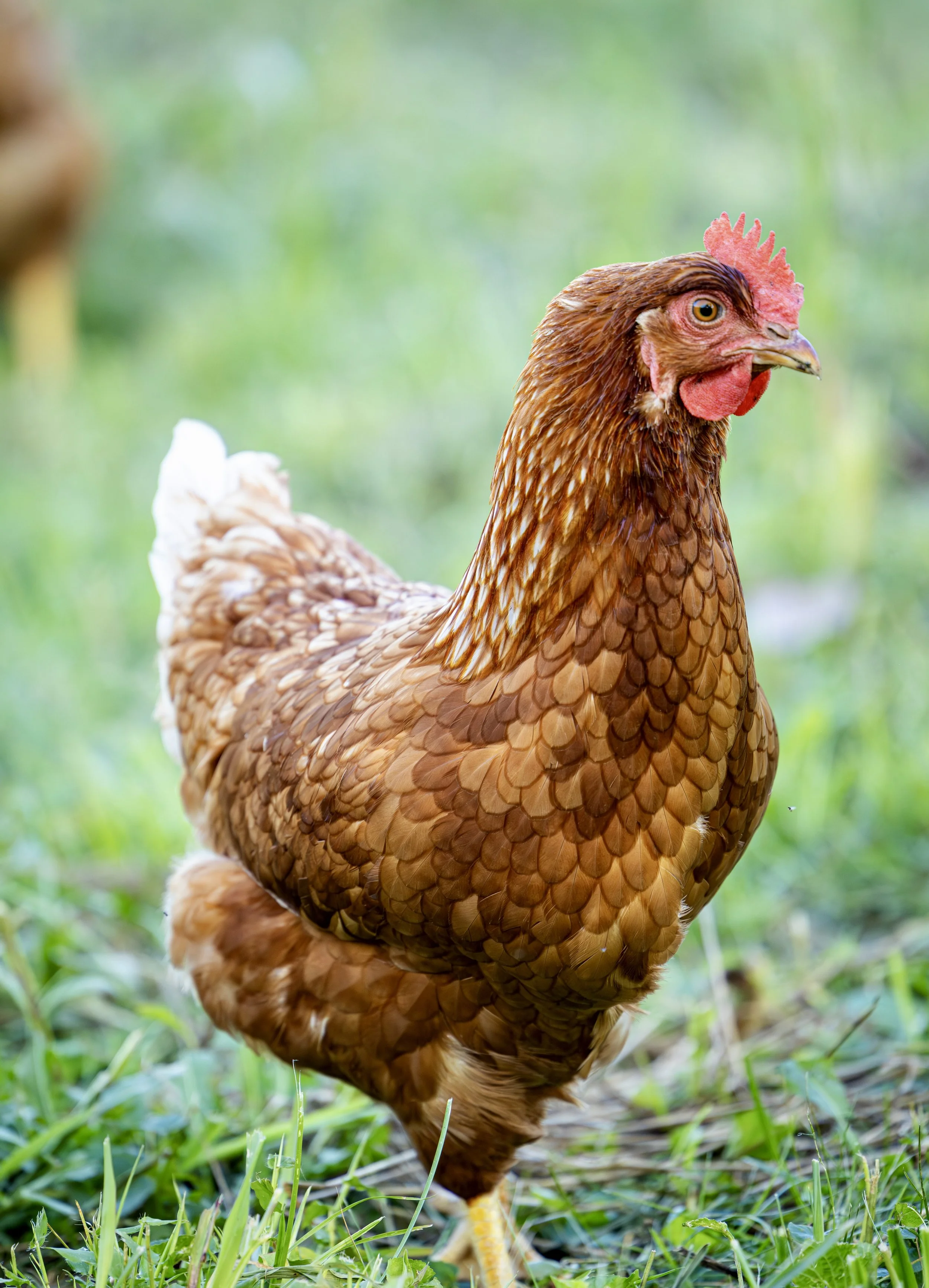 Close-up of a brown hen standing on grass with a blurred green background.