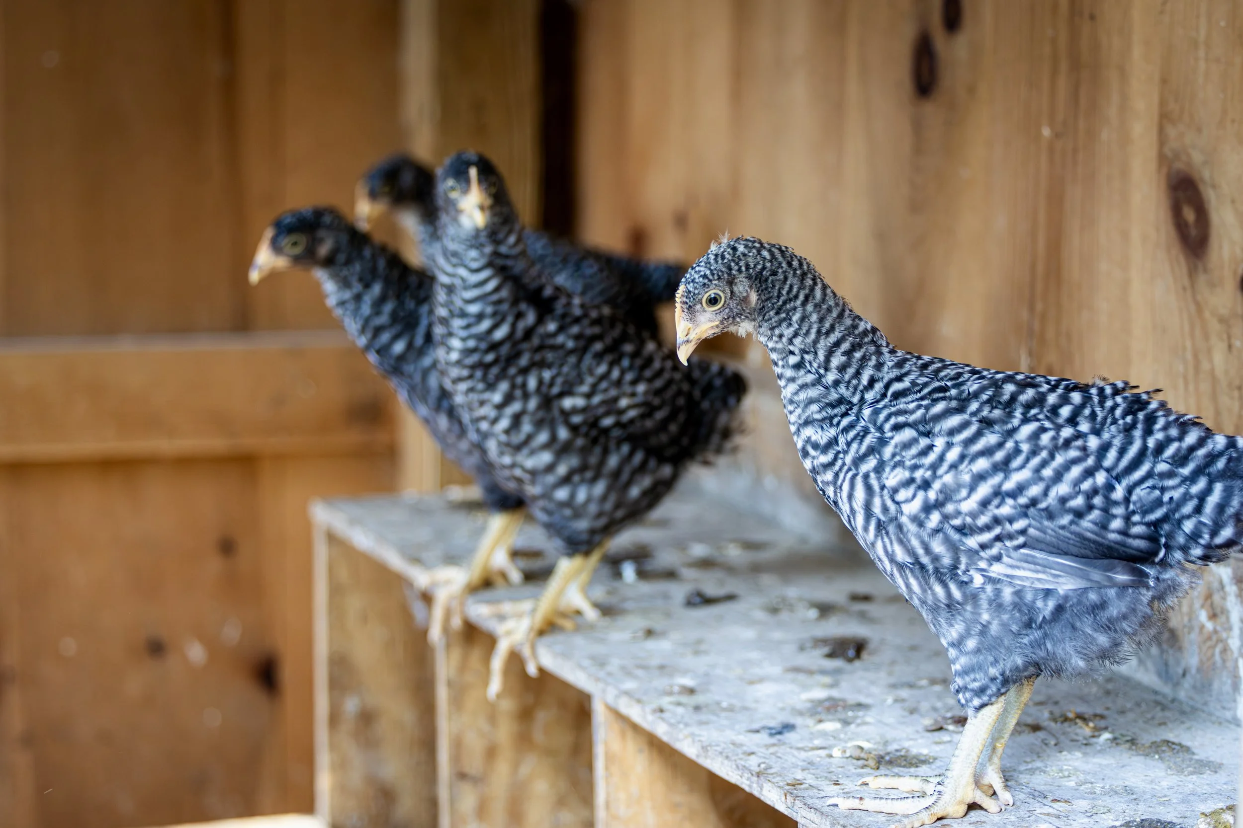 Three chicks with black and white feather patterns lined up on a wooden perch inside a barn.