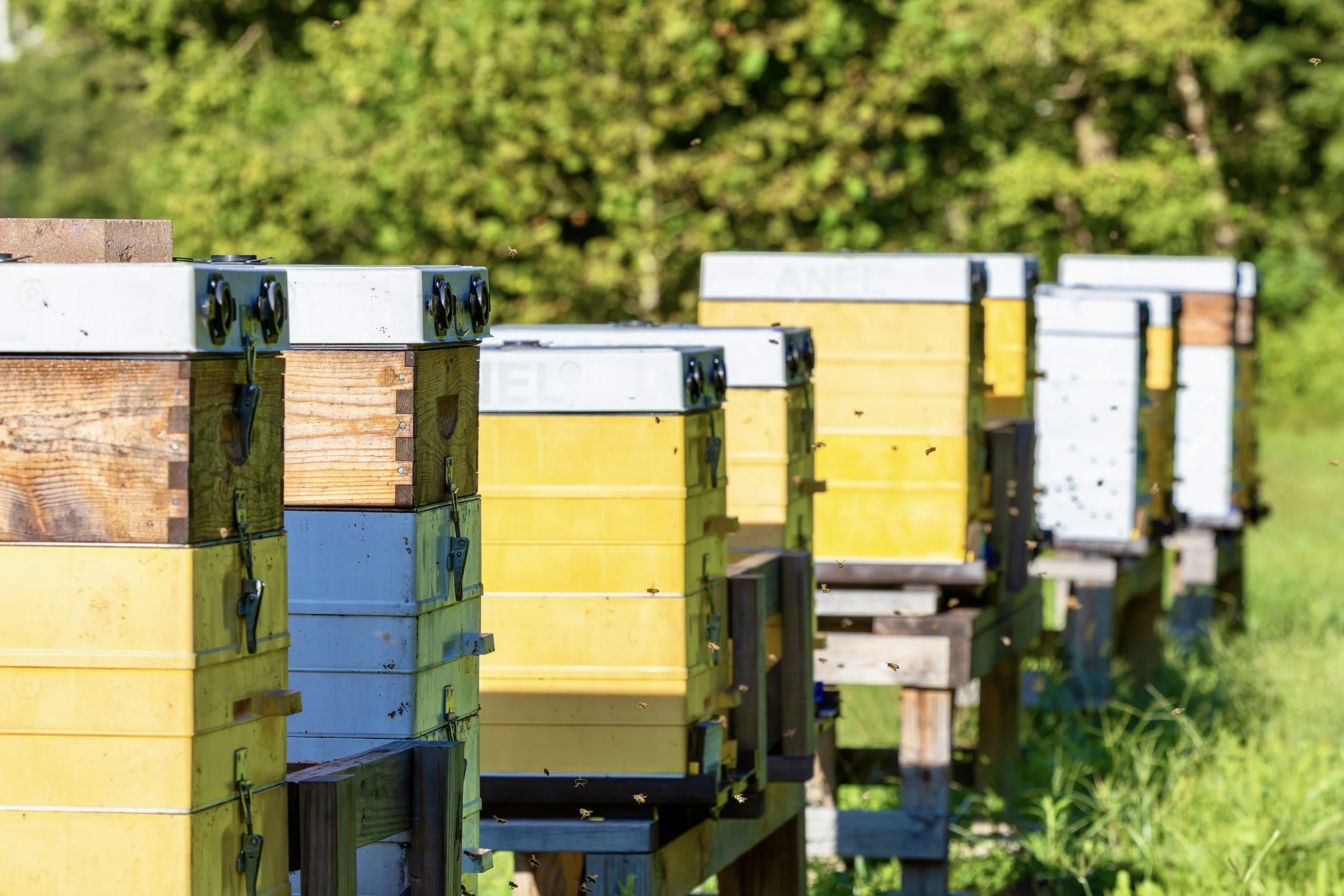 Colorful beehives in a row outside with bees flying around, surrounded by green trees.