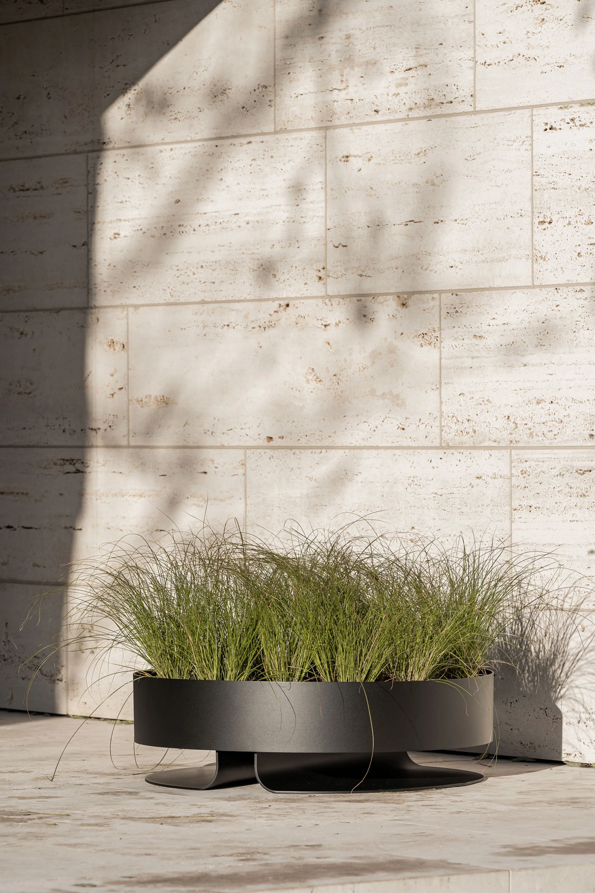 Potted ornamental grass plant in a black container, positioned outdoors on a concrete surface, against a background of a beige brick wall and a shadow cast by nearby structure.