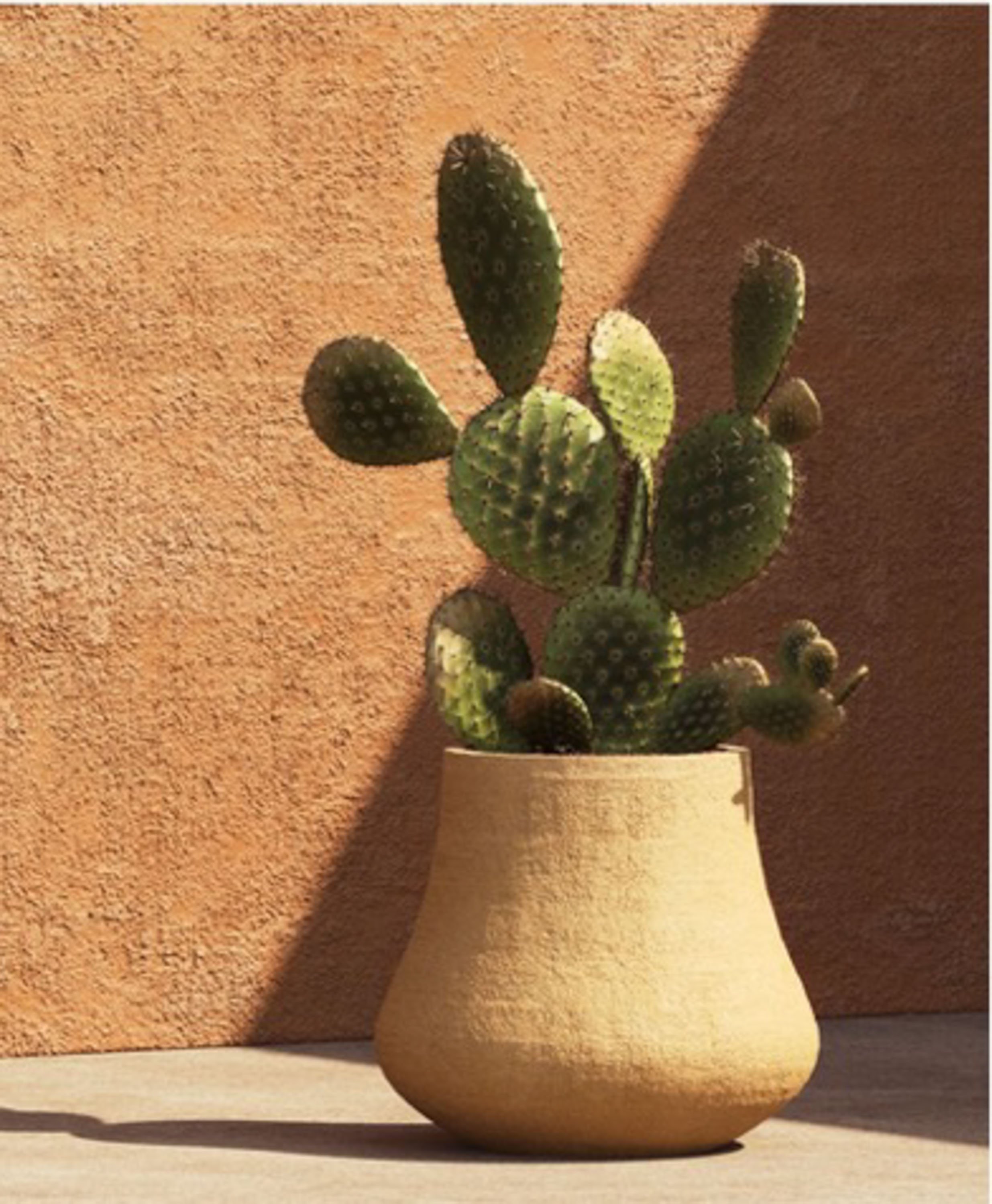 A cactus plant in a beige ceramic pot with a textured orange wall background.