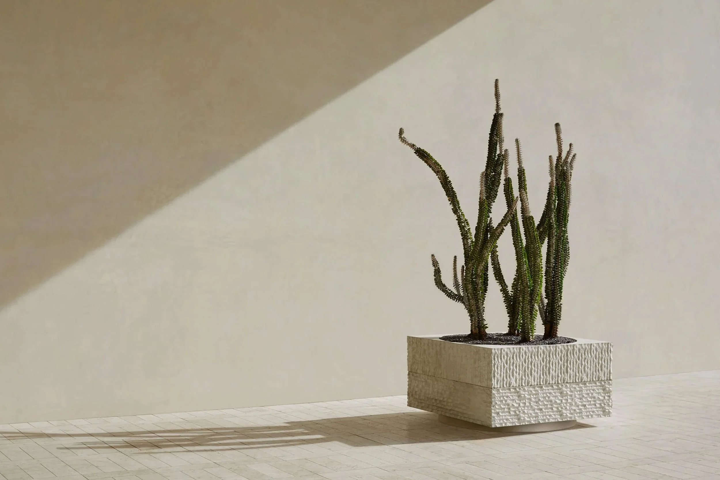 A potted cactus plant on a white textured pedestal against a plain white wall.