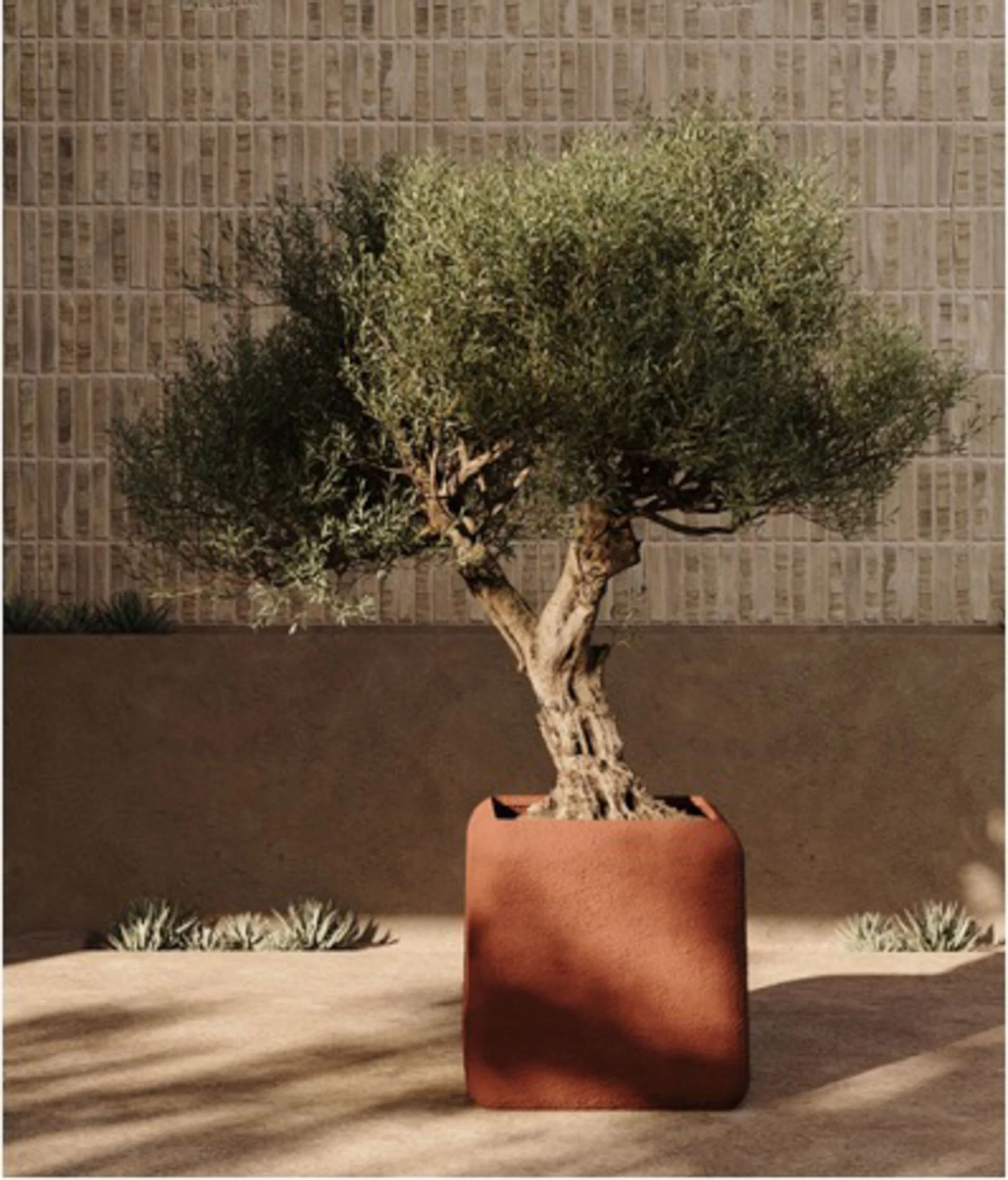 A potted plant with a thick trunk and abundant green foliage is in front of a brick wall. The pot is a square terracotta shape, placed on a light-colored surface. Two small bushes or plants are on either side of the pot, close to the edges of the ima