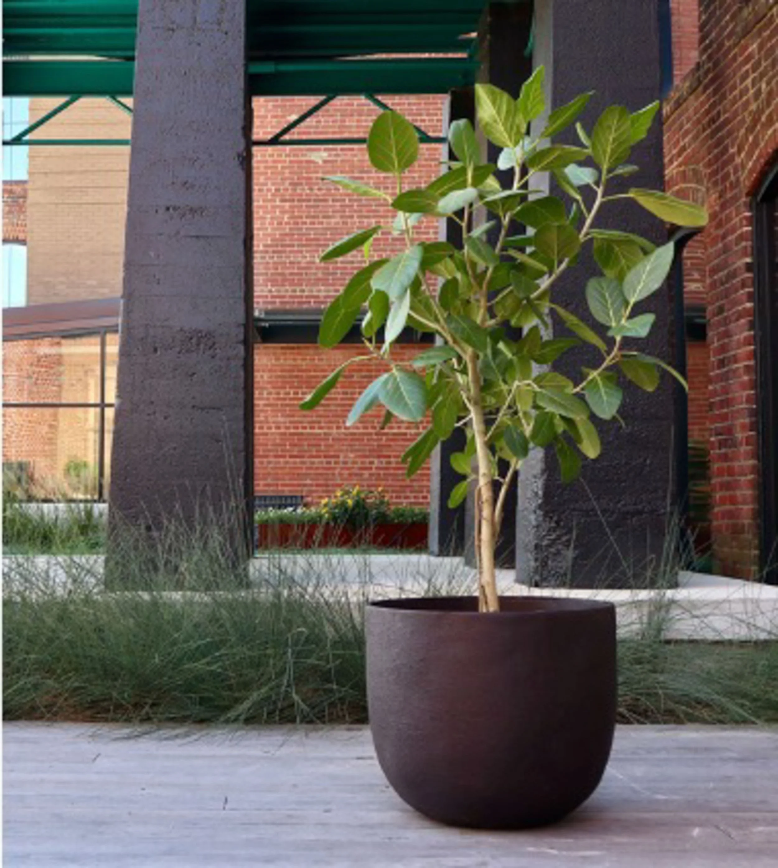 Potted green plant on wooden deck with brick and building structures in the background.