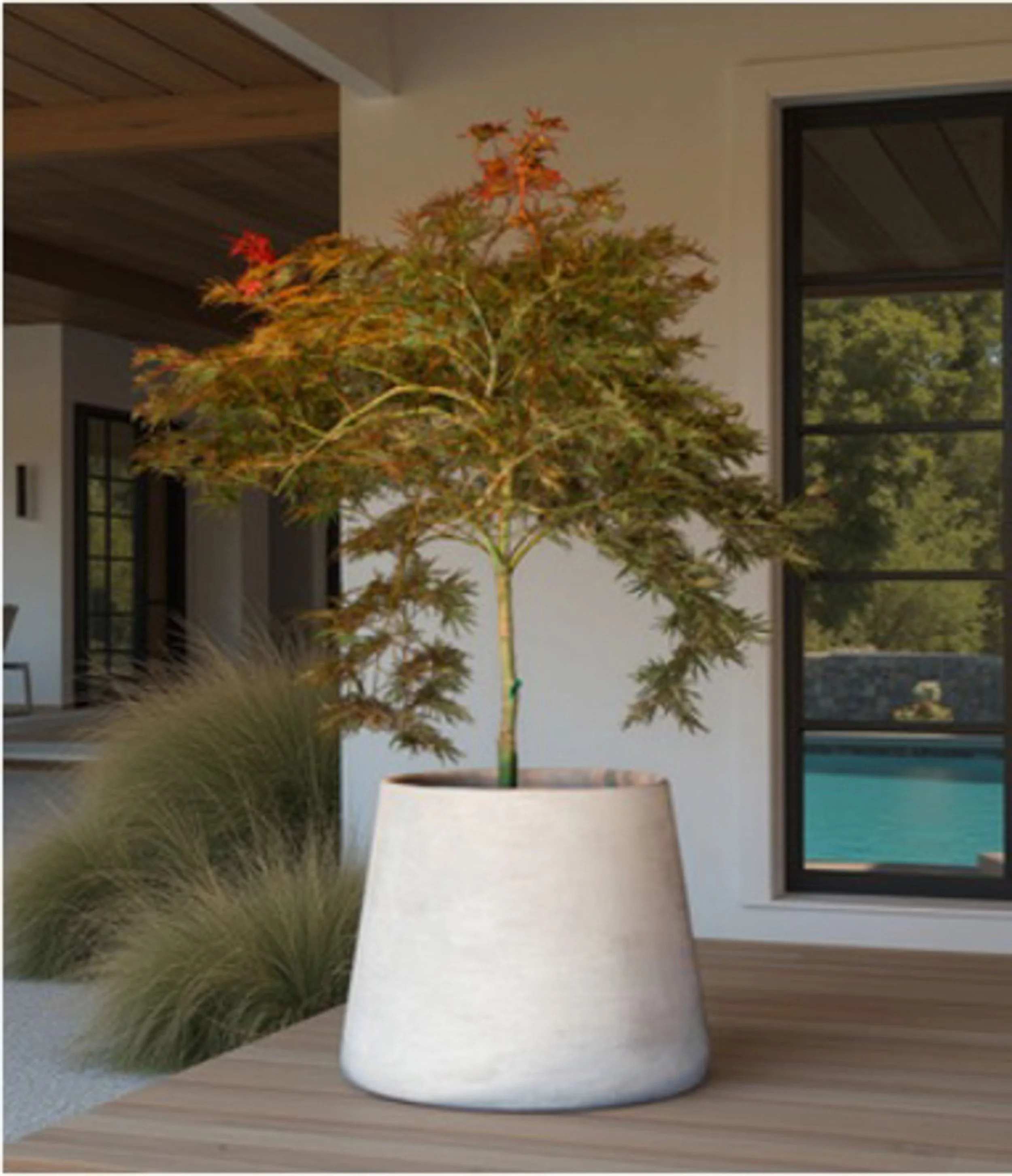 Indoor scene with a potted Japanese maple tree with red-orange leaves, situated on a wood floor near large windows with a view of green foliage outside.