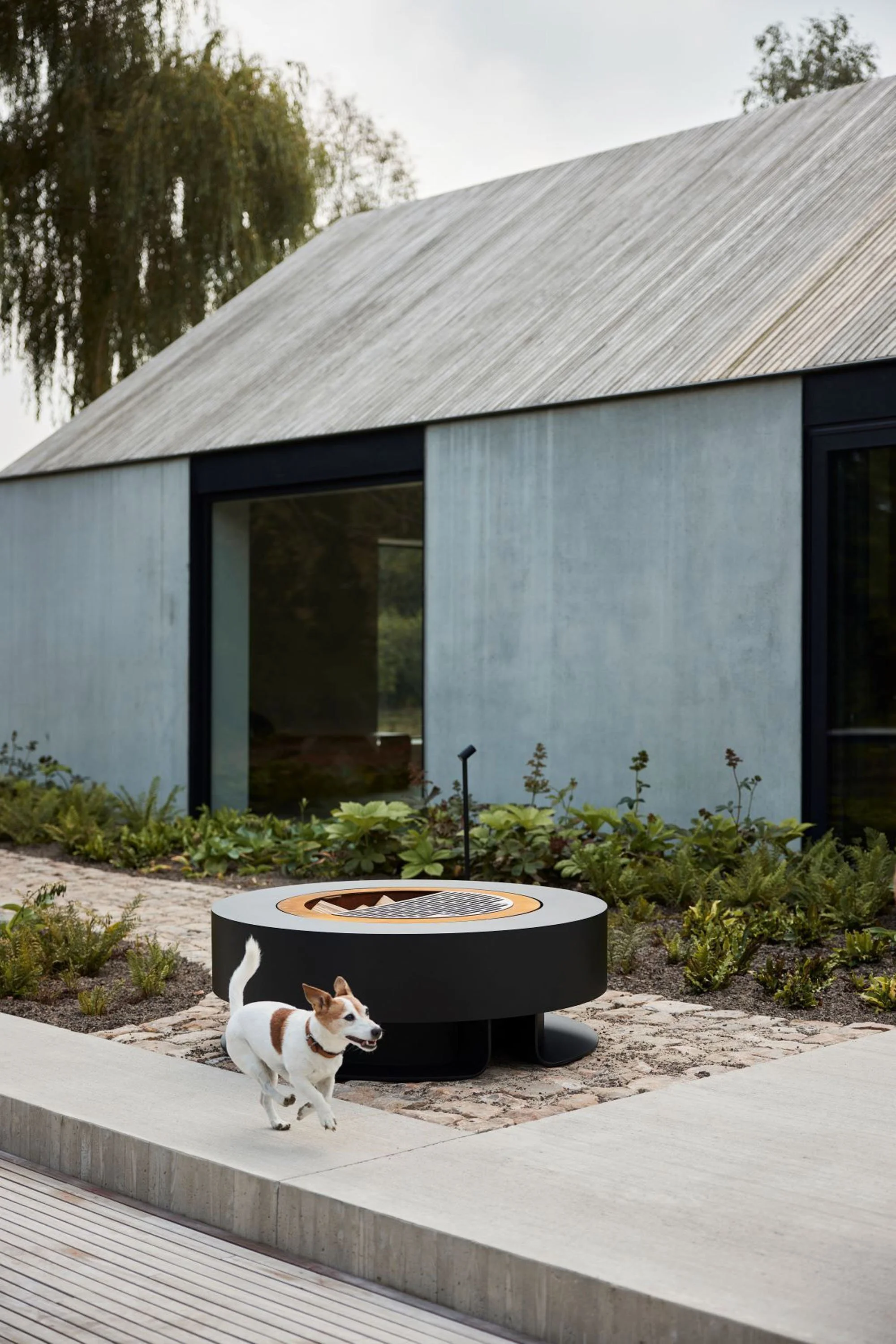 A playful dog running on a concrete sidewalk near a modern house with large windows and a landscaped garden, with a fire pit in the foreground.