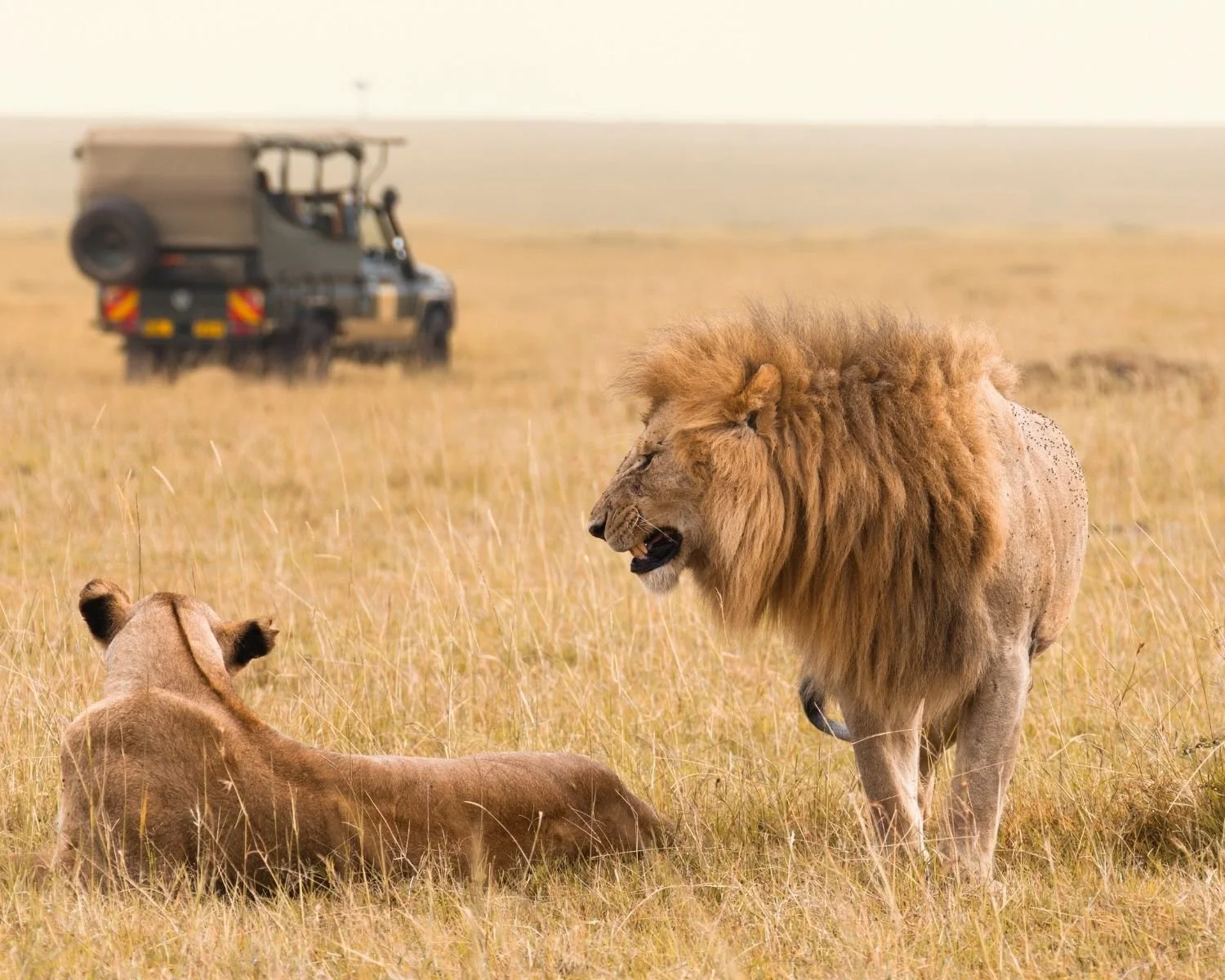 Safari vehicle observing lions on the African savannah