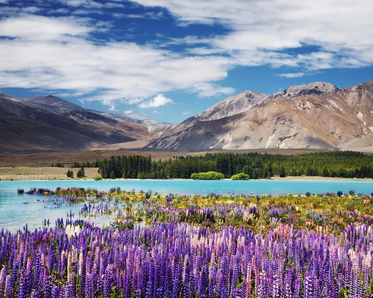 Lupine flowers beside a mountain lake in New Zealand