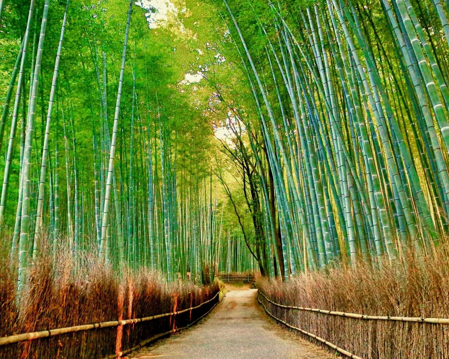 Bamboo forest pathway in Kyoto, Japan