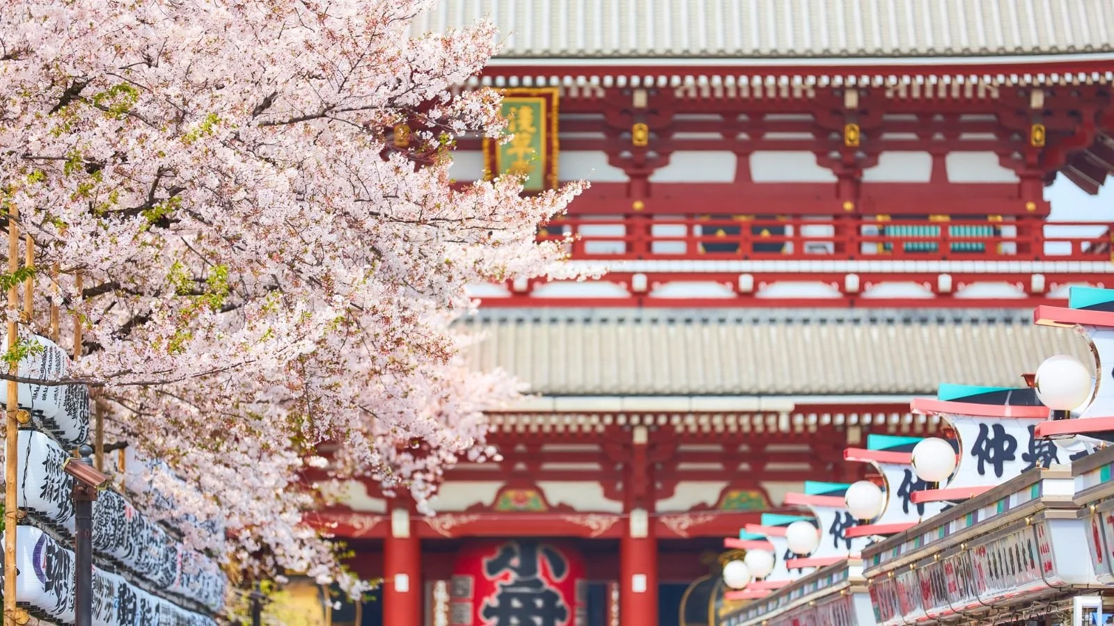 Cherry blossom trees in full bloom during springtime in Japan, outlining a beautiful red temple.