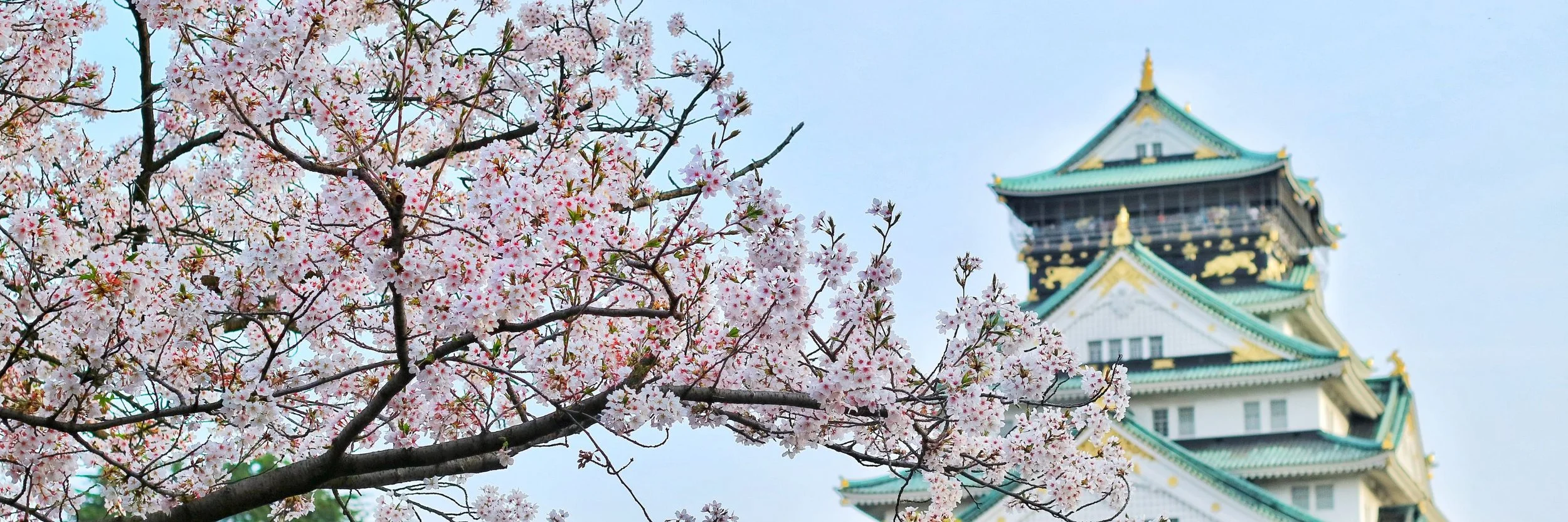 A green and gold Japanese template in the background with cherry blossoms in the front.