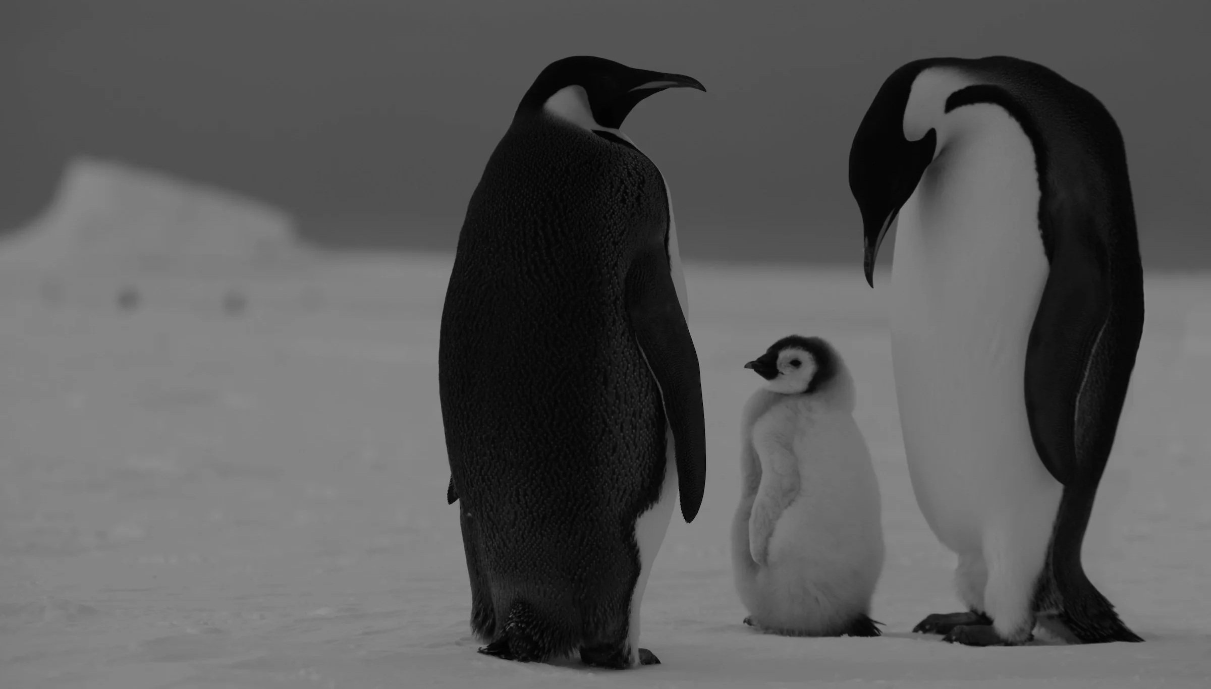 7+penguins.jpg