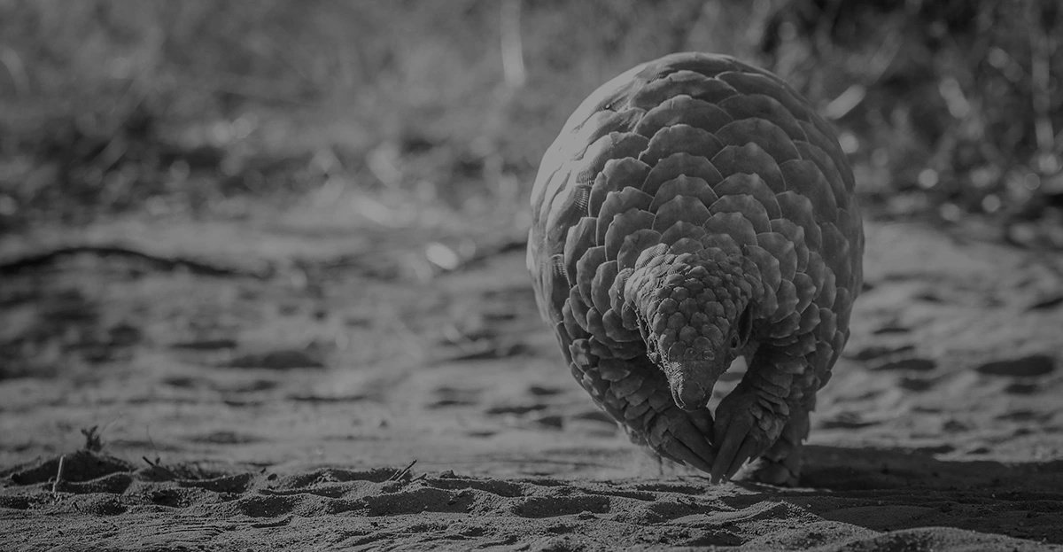 6 pangolin.jpg