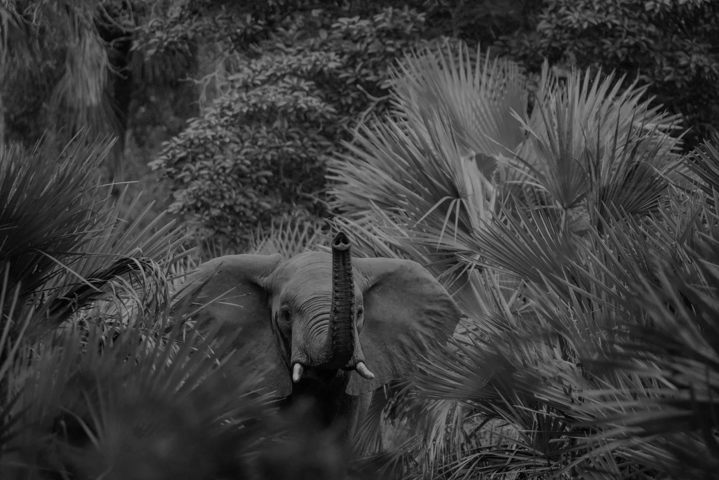 3 elephant.jpg