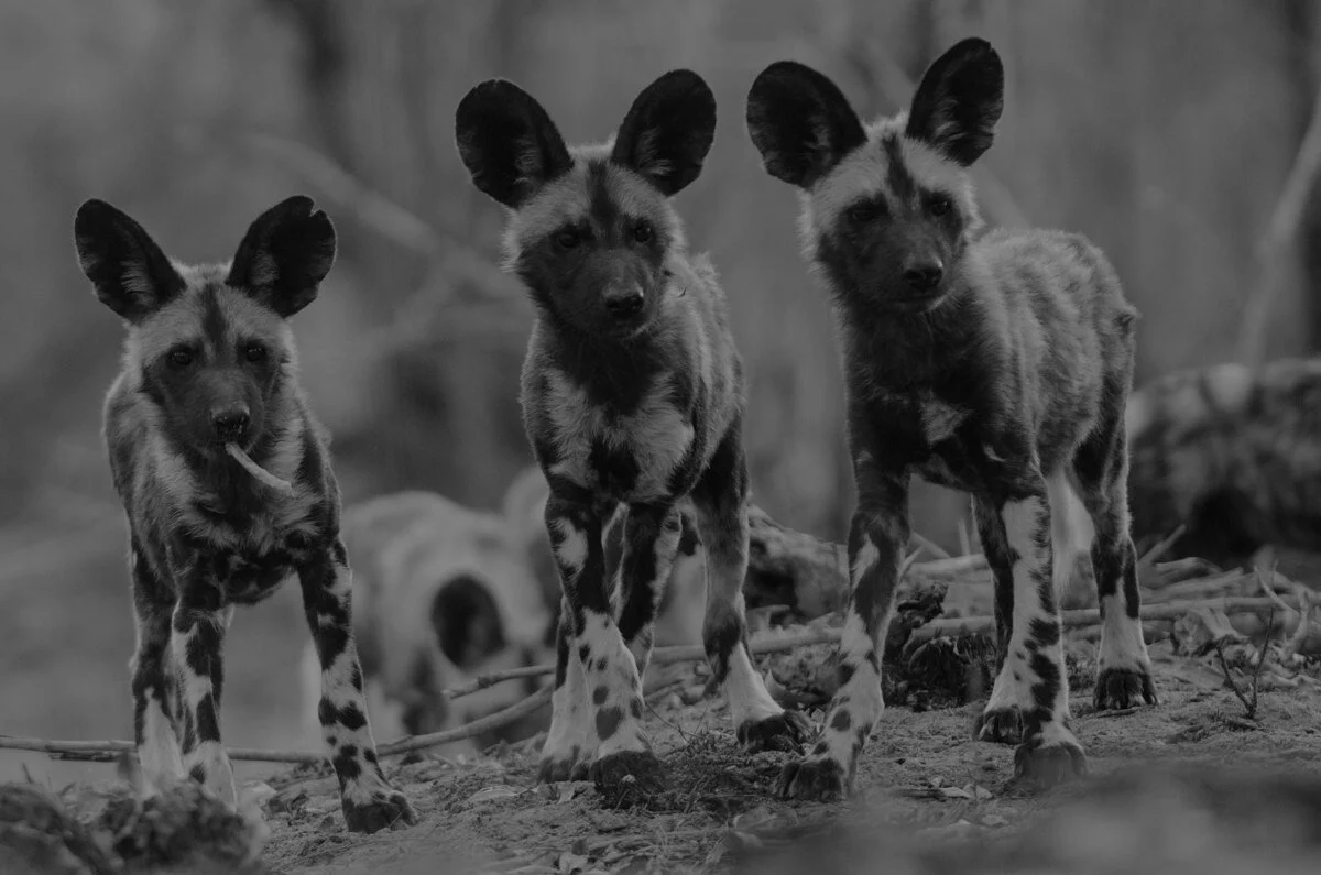 4 wild_dogs.jpg