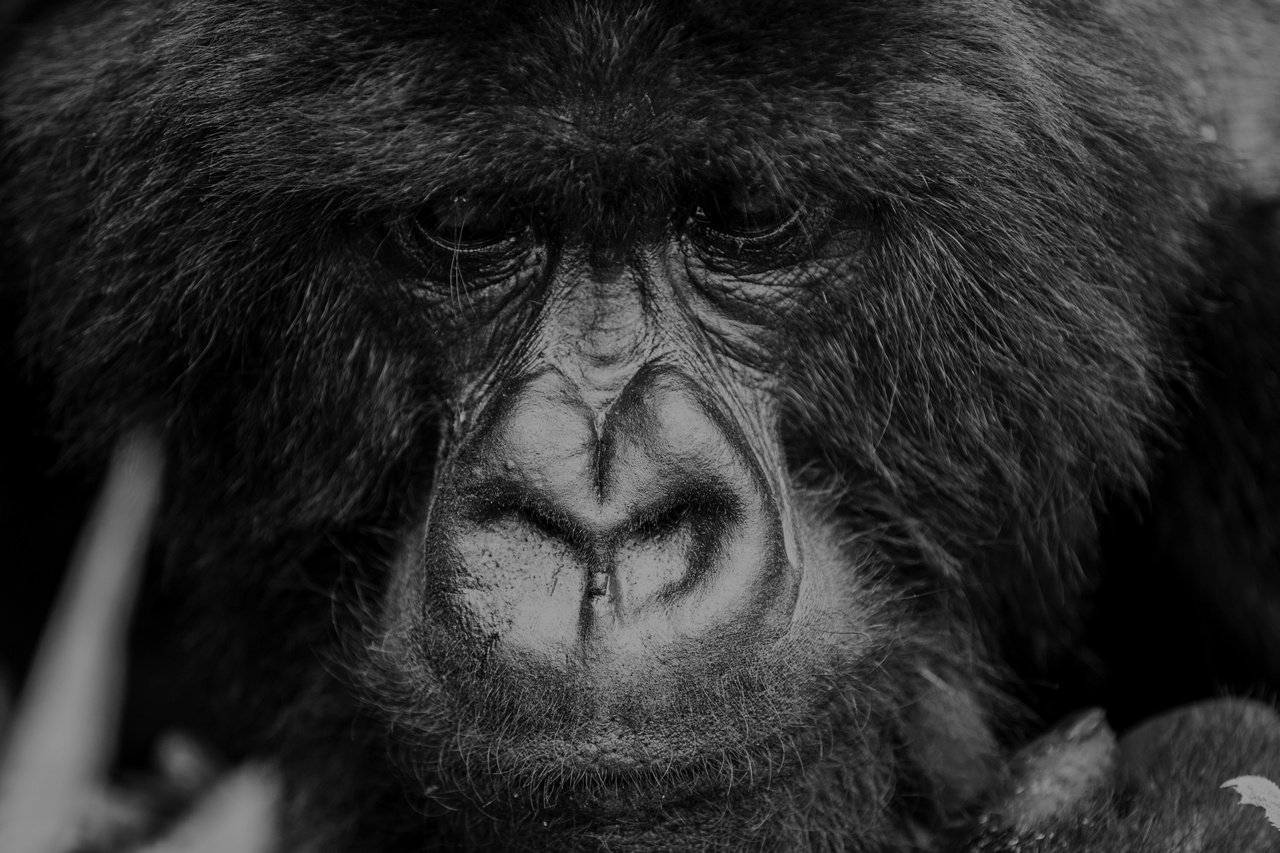 1 gorilla.jpg