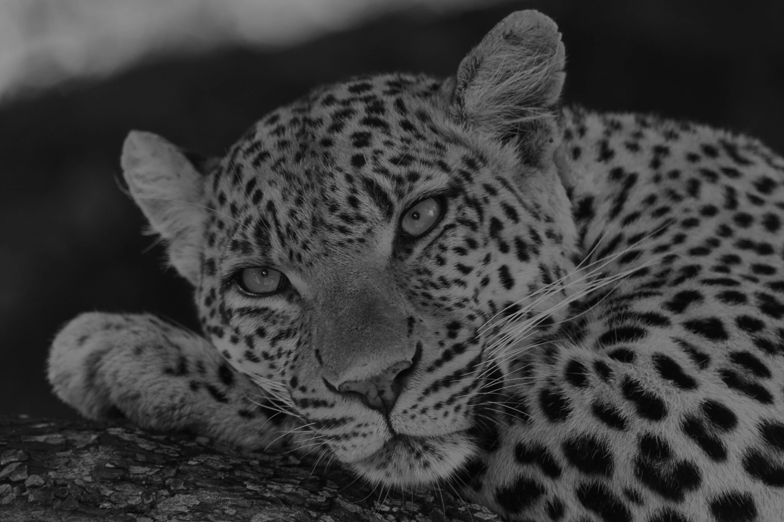 2 leopard.jpg