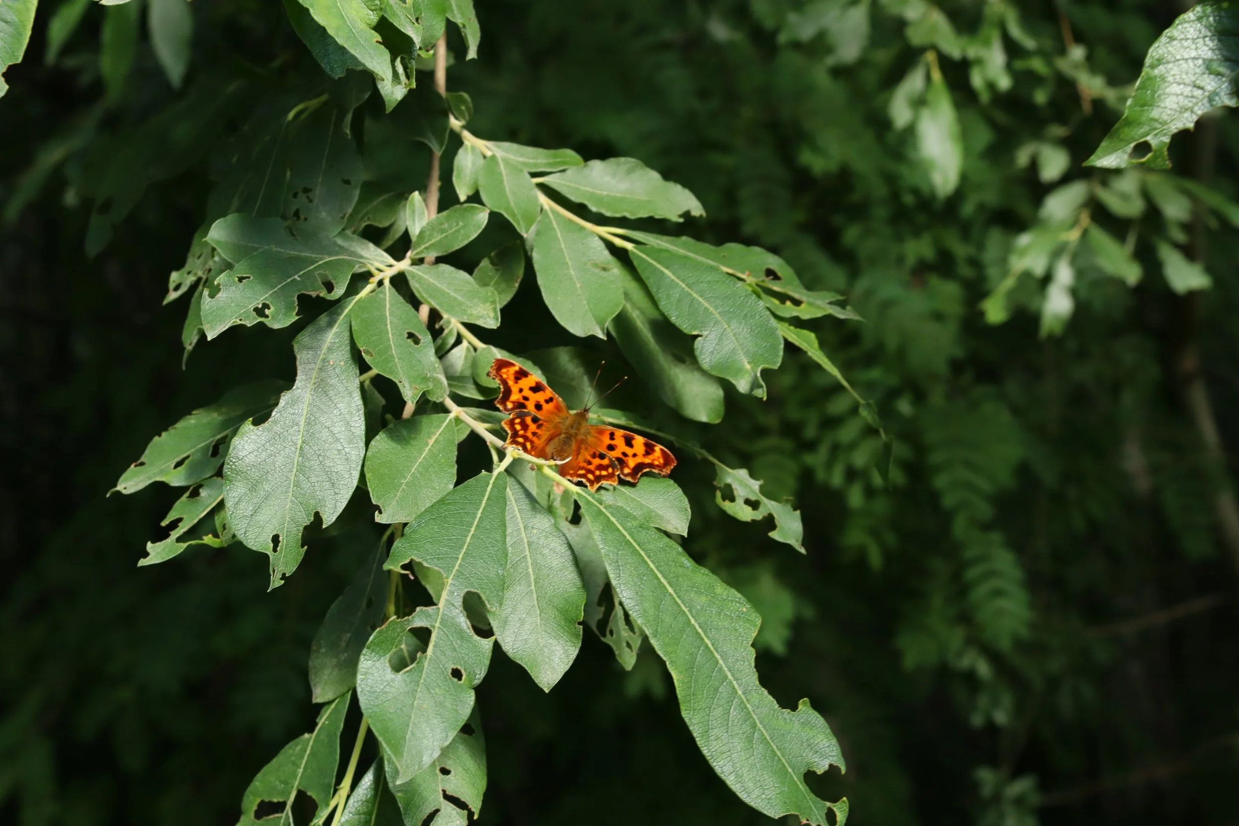 A butterfly with orange and black wings resting on green leaves.