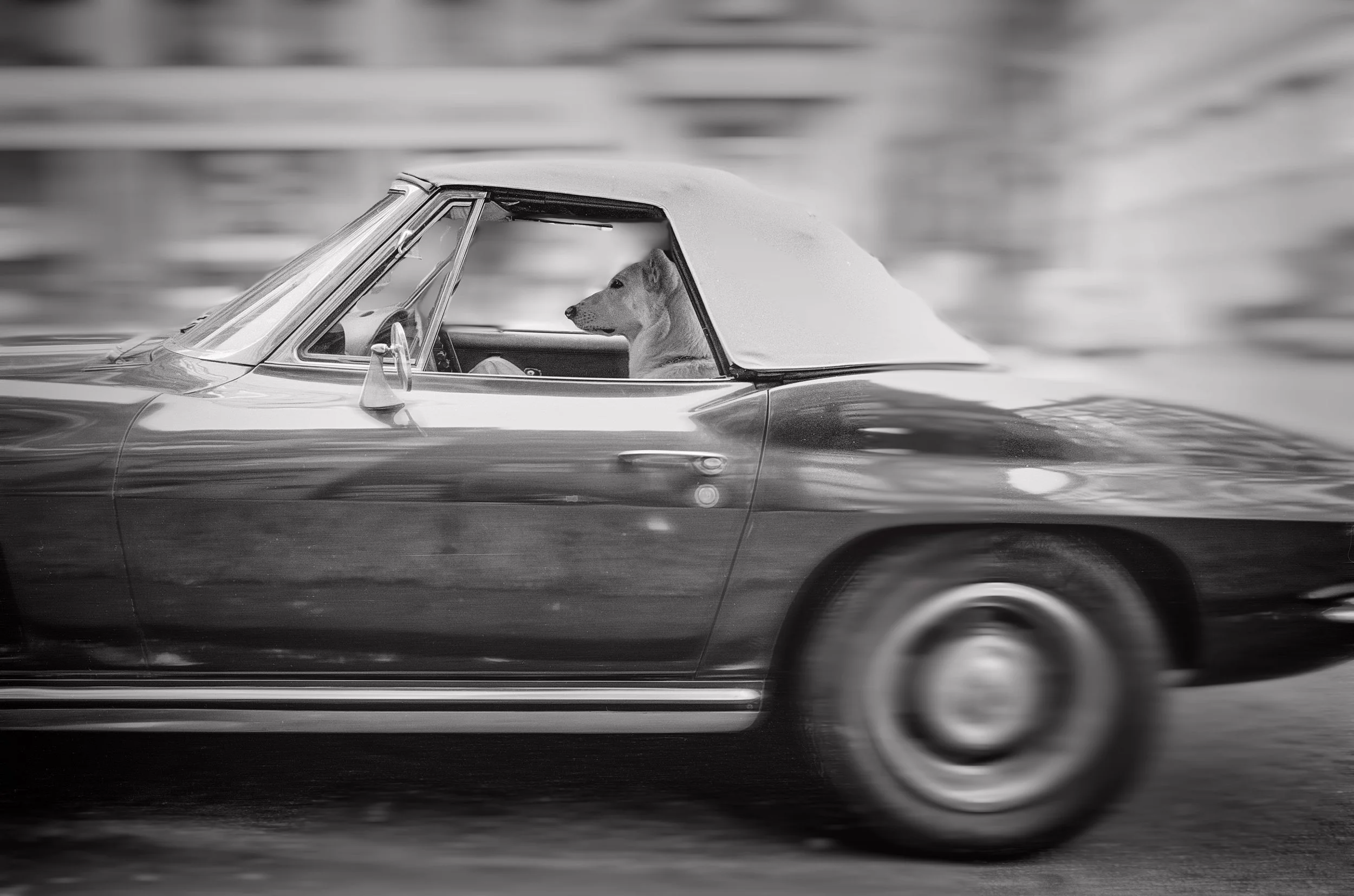 A black and white photo of a dog sitting in the driver’s seat of a classic convertible car, looking out through the side window.
