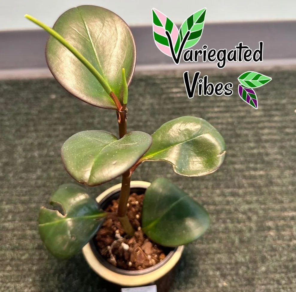 obtusifolia1.jpg