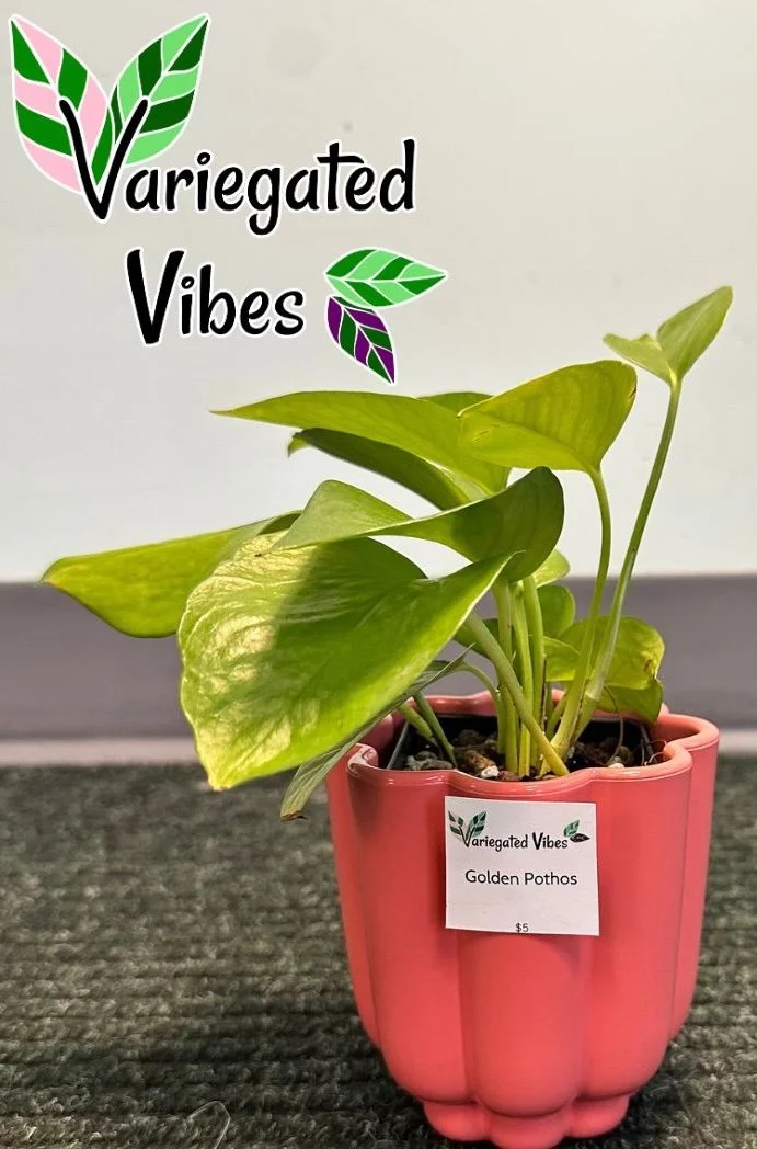 goldenpothos2.jpg