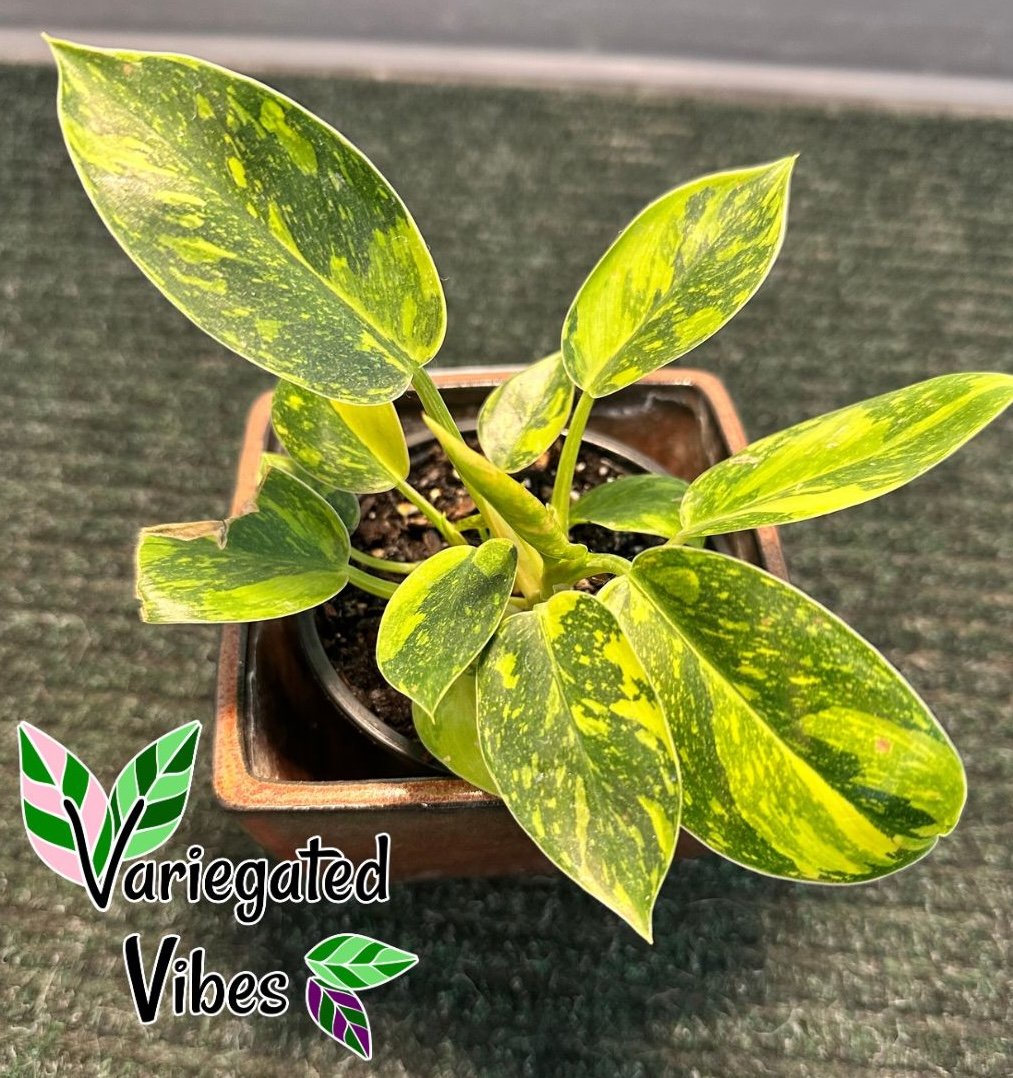 Philodendron Congo Nuclear