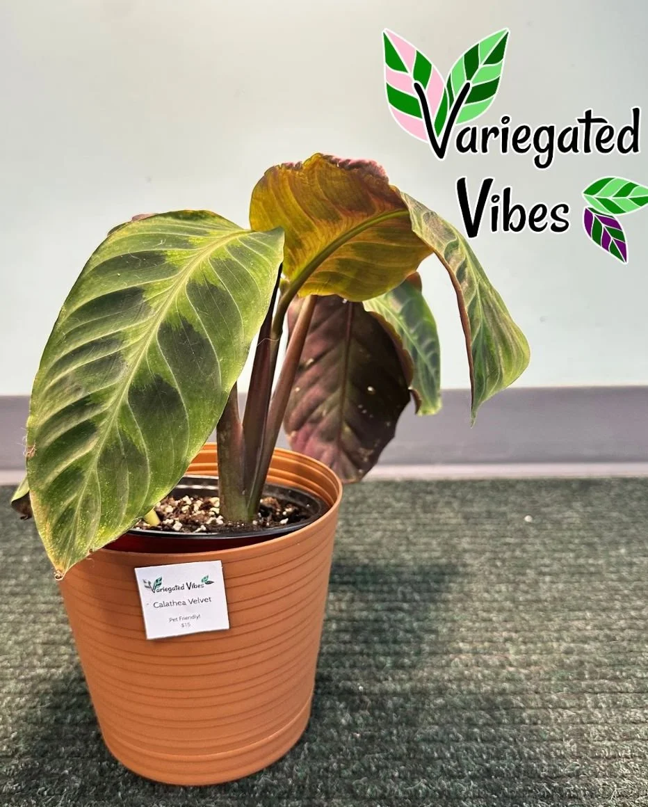 calatheavelvet1.jpg
