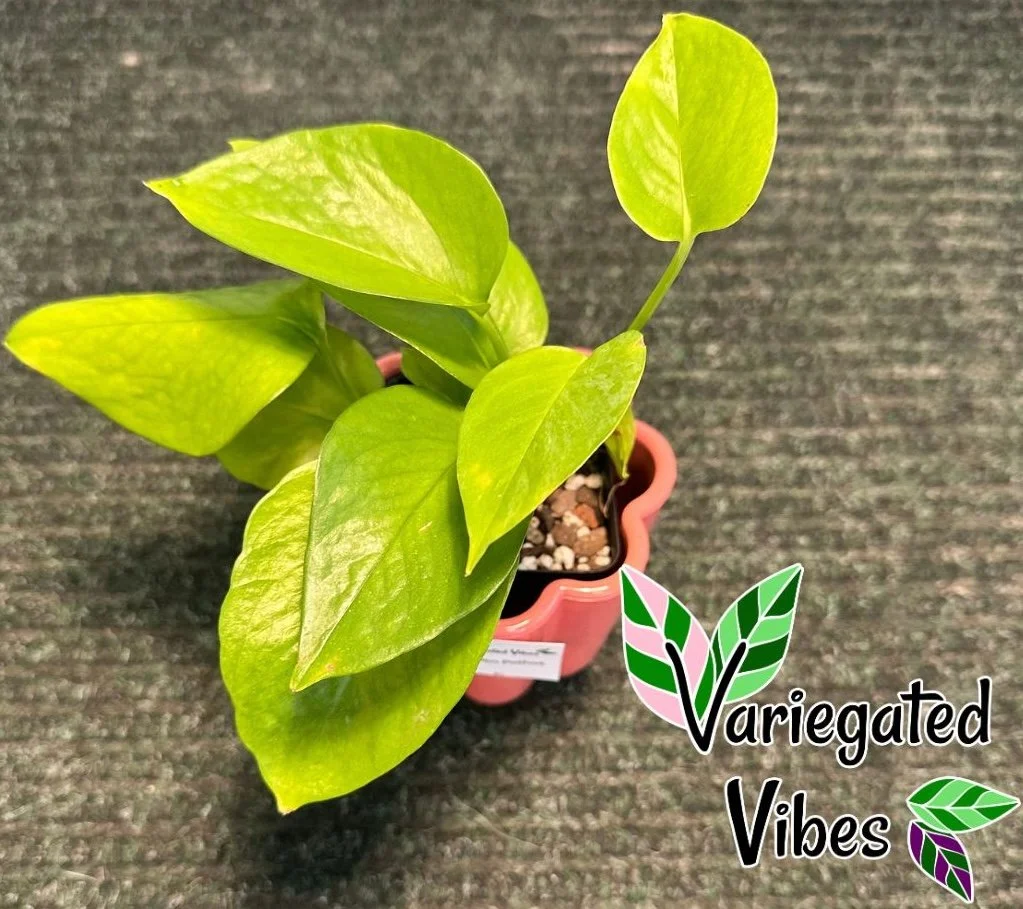 Pothos 'Golden'