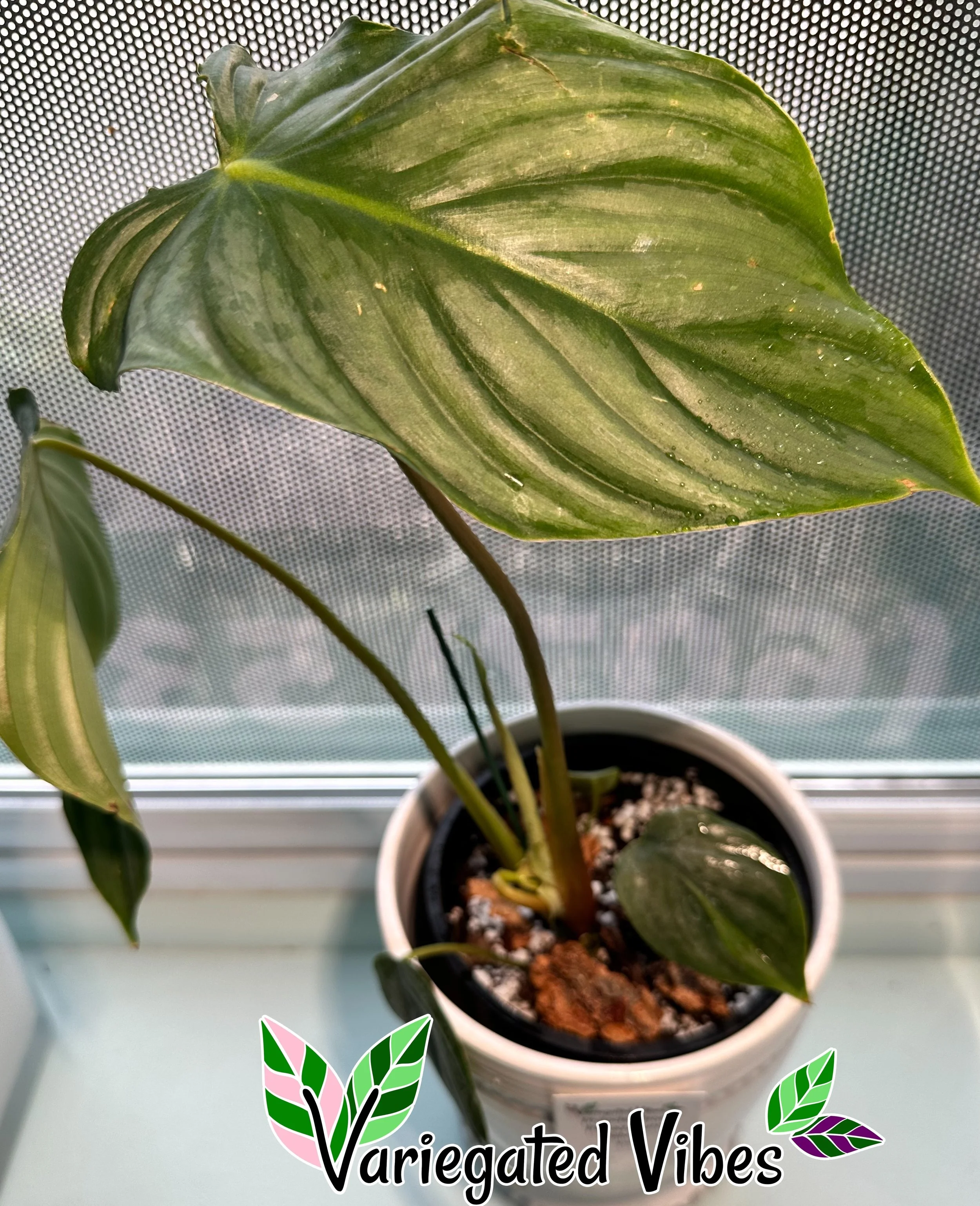 Philodendron Pastazanum Silver