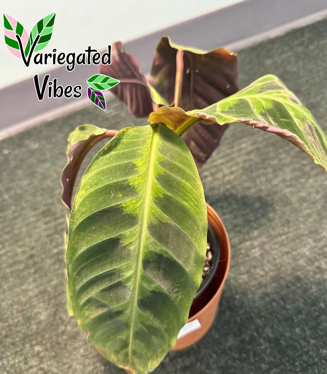 calatheavelvet2.jpg