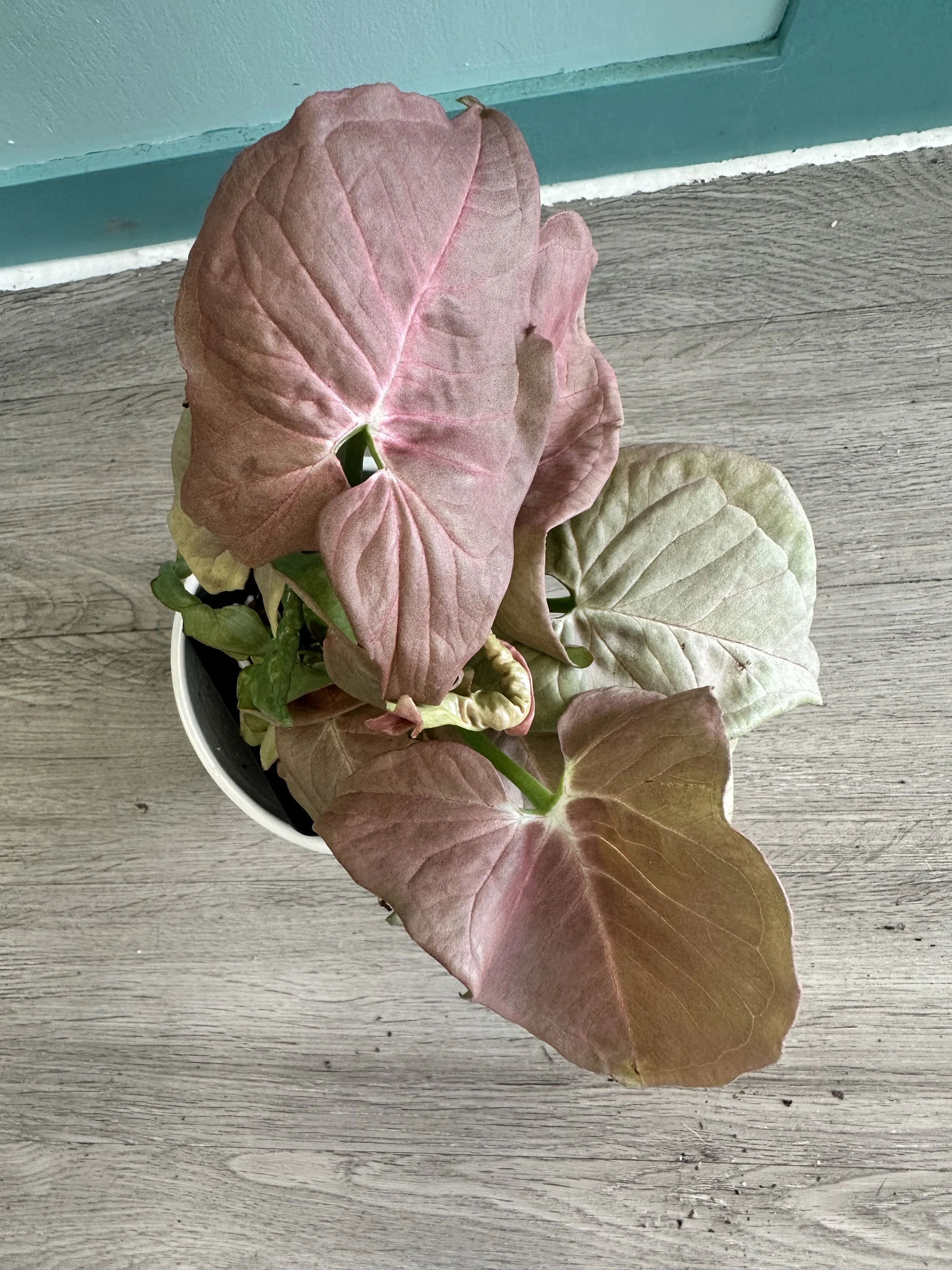 Syngonium Pink Perfection