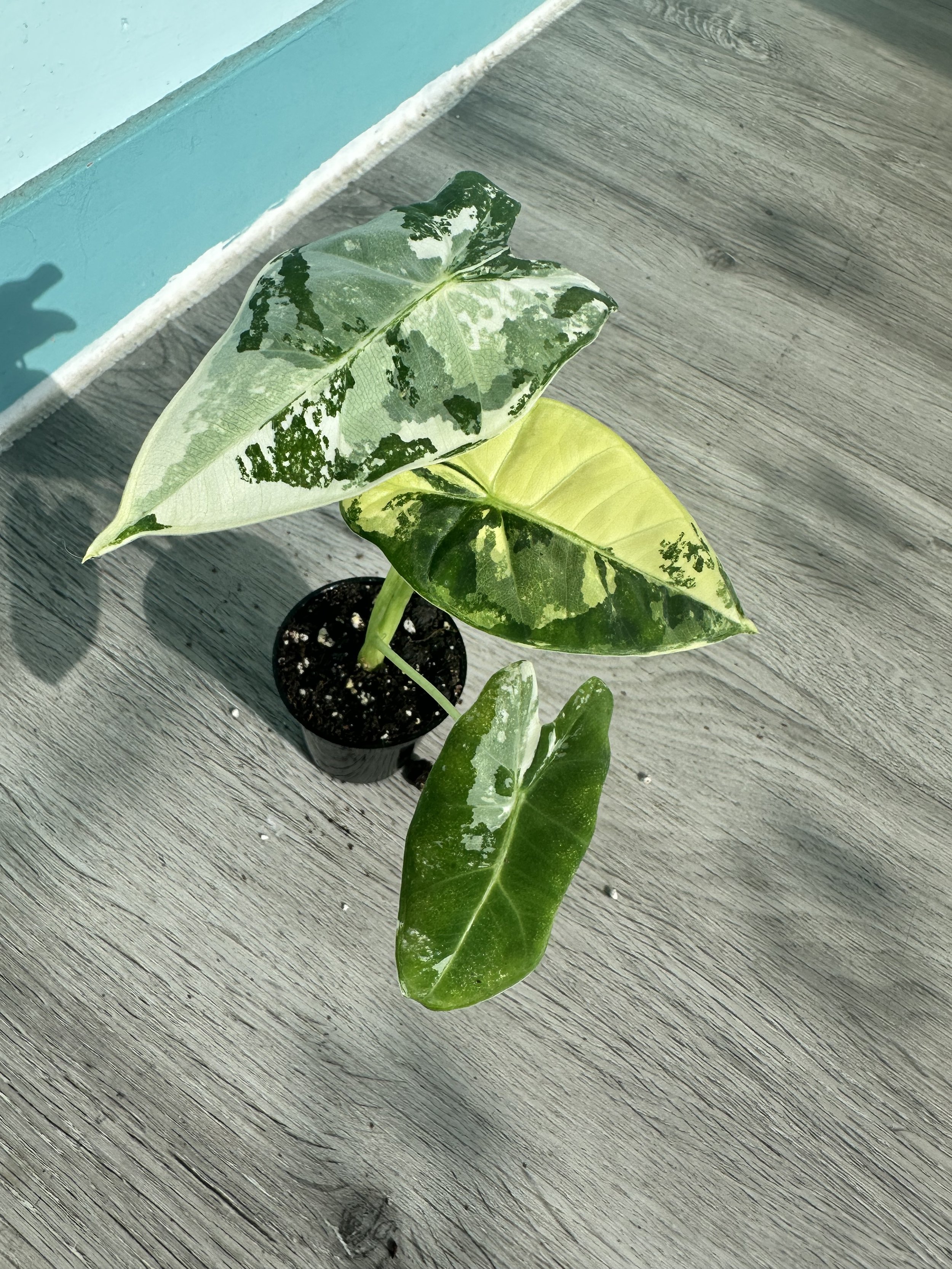 Alocasia Frydek Variegated