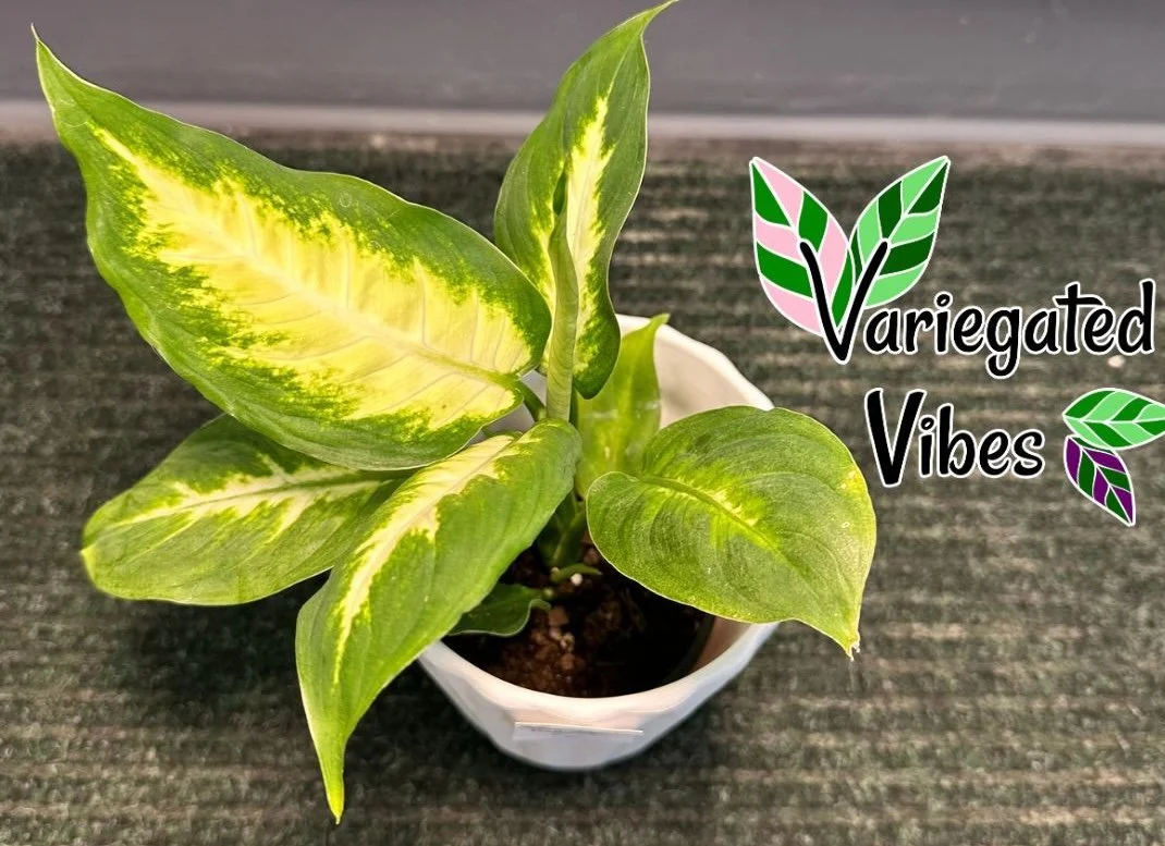Dieffenbachia Camilla