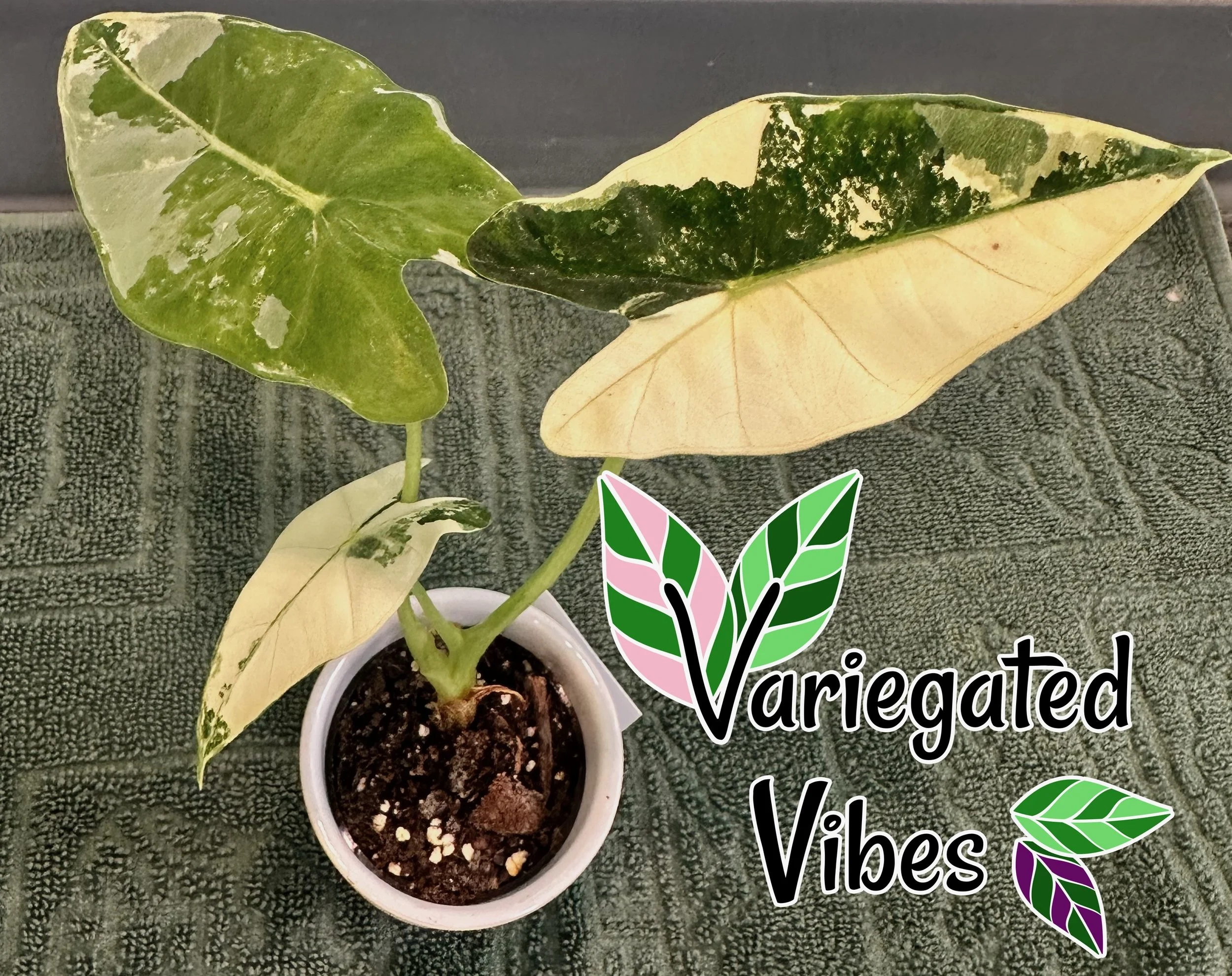 Alocasia Frydek Variegated