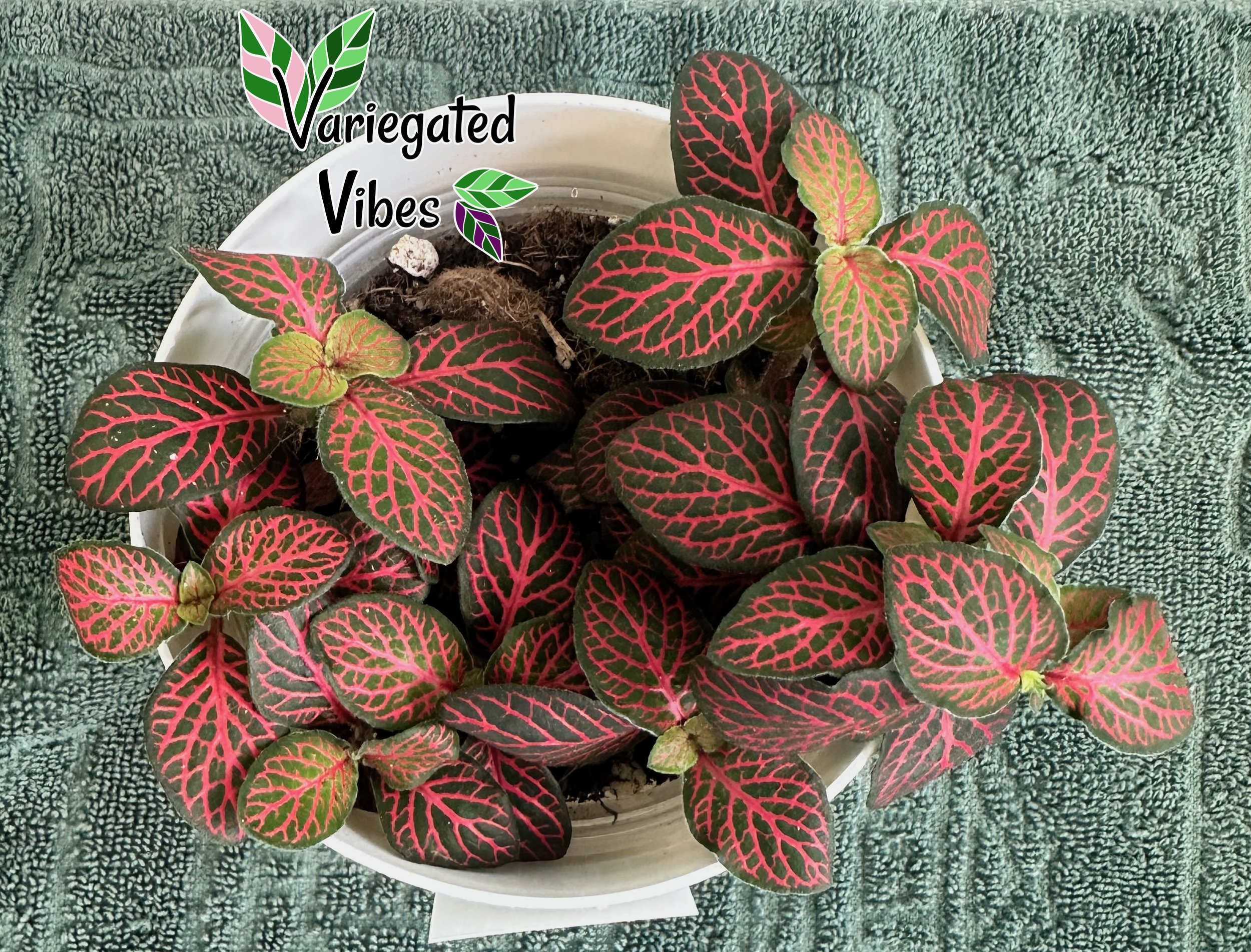 Fittonia2.jpg